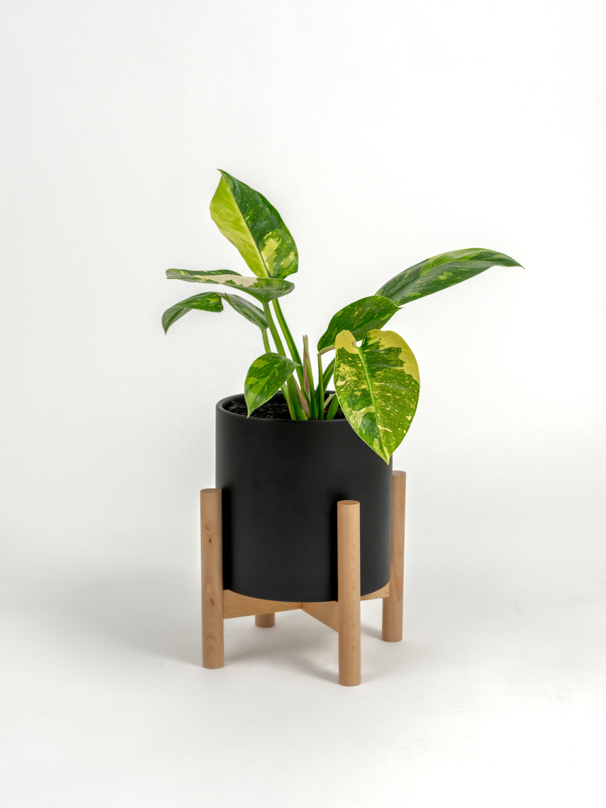 Rare Philodendron Nuclear Congo - Philodendron hybrid 'Nuclear Congo' - in a medium black premium self-watering ceramic pot - pacific planter - in a birchwood stand