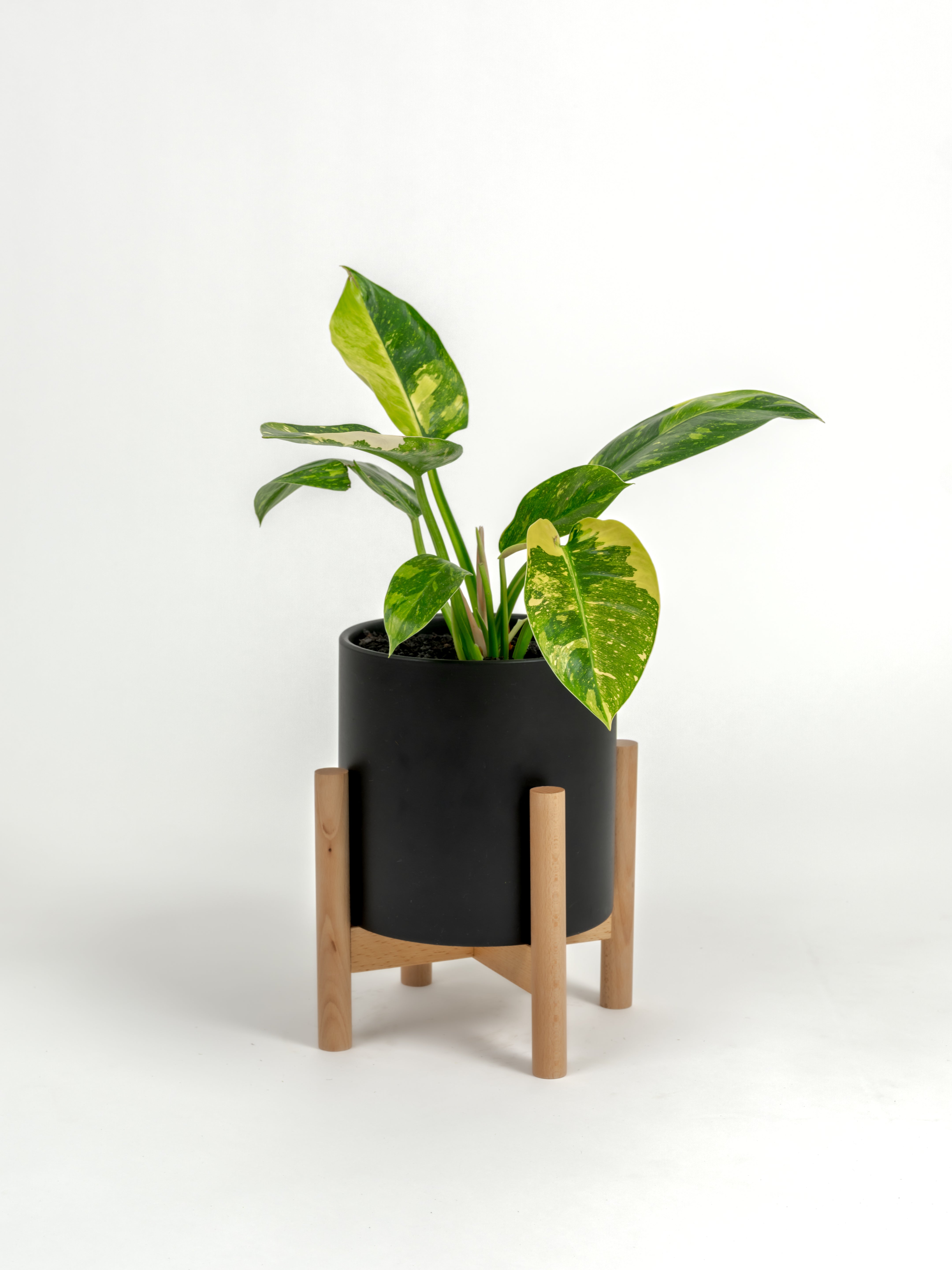 Rare Philodendron Nuclear Congo - Philodendron hybrid 'Nuclear Congo' - in a medium black premium self-watering ceramic pot - pacific planter - in a birchwood stand