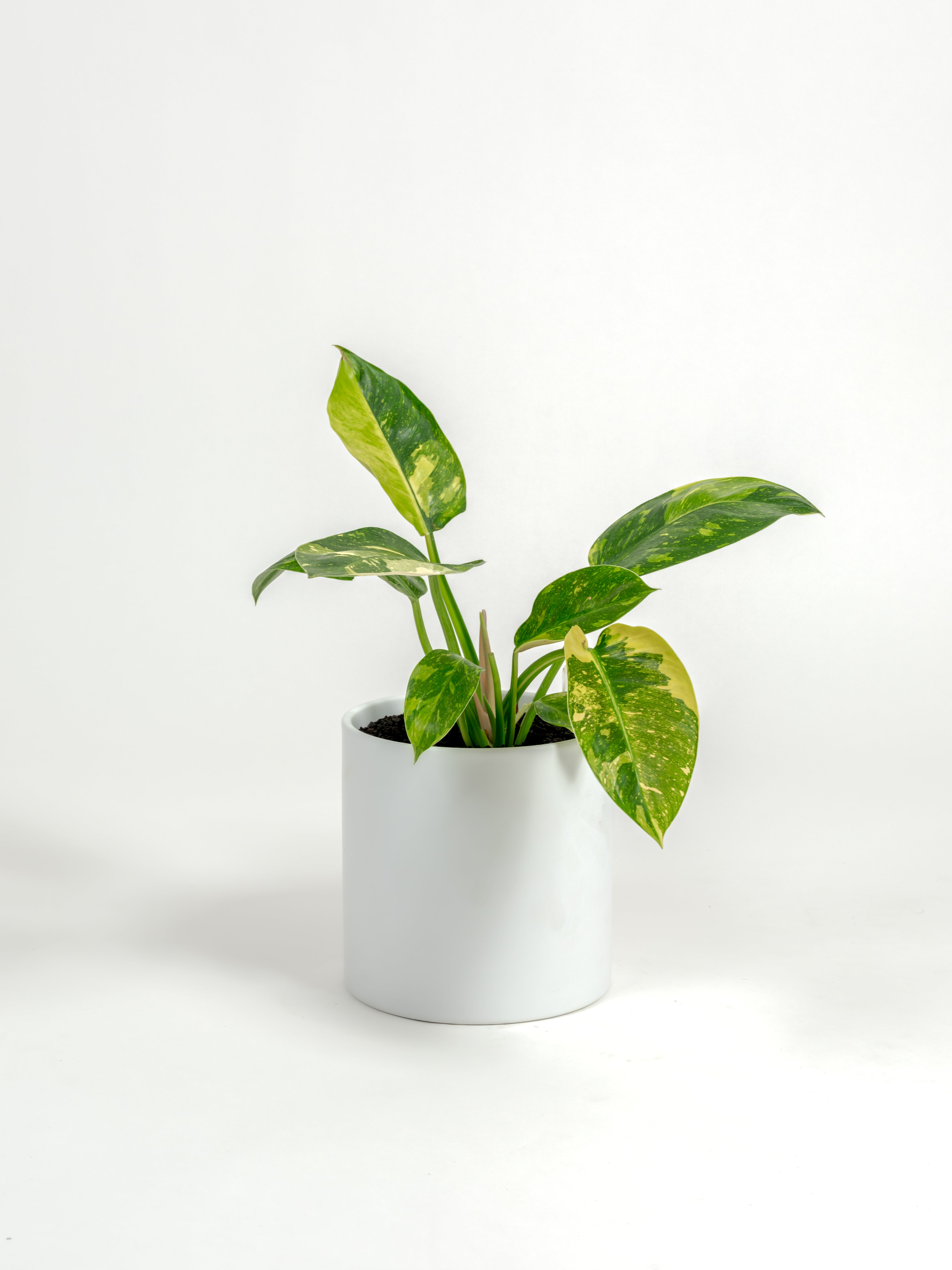 Rare Philodendron Nuclear Congo - Philodendron hybrid 'Nuclear Congo' - in a medium white premium self-watering ceramic pot - pacific planter
