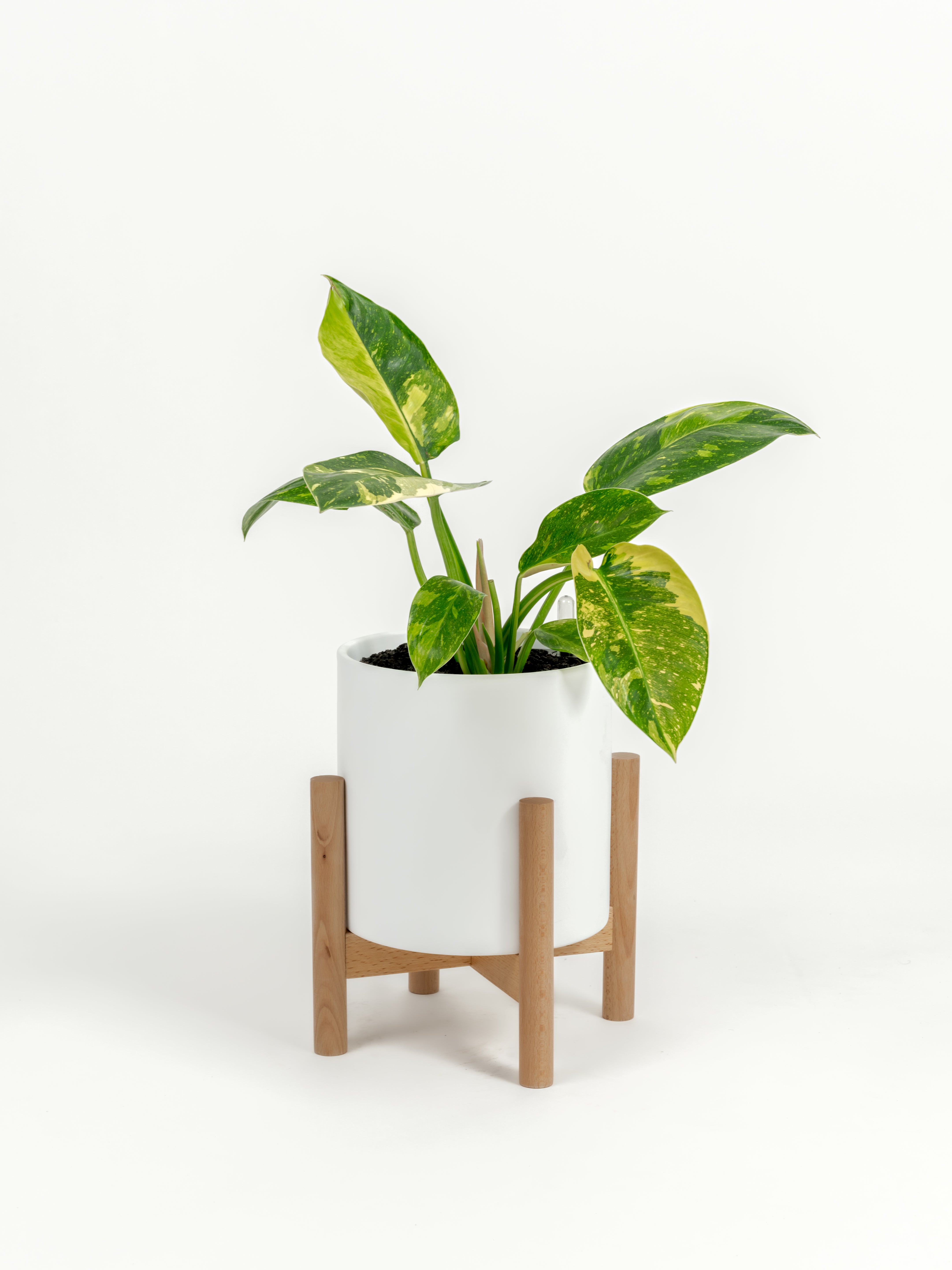 Rare Philodendron Nuclear Congo - Philodendron hybrid 'Nuclear Congo' - in a medium white premium self-watering ceramic pot - pacific planter - in a birchwood stand