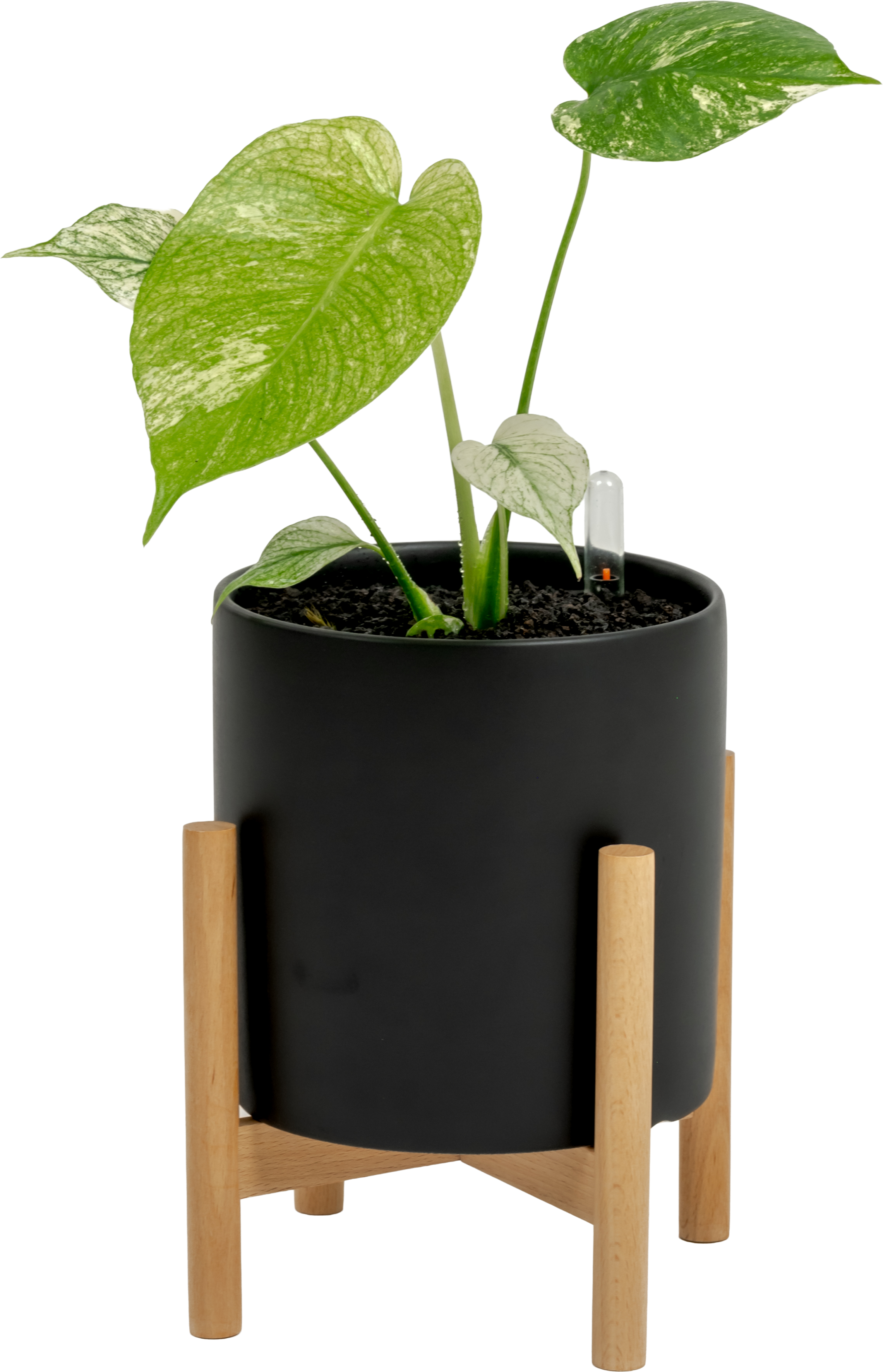 Monstera deliciosa 'White Monster' (small)