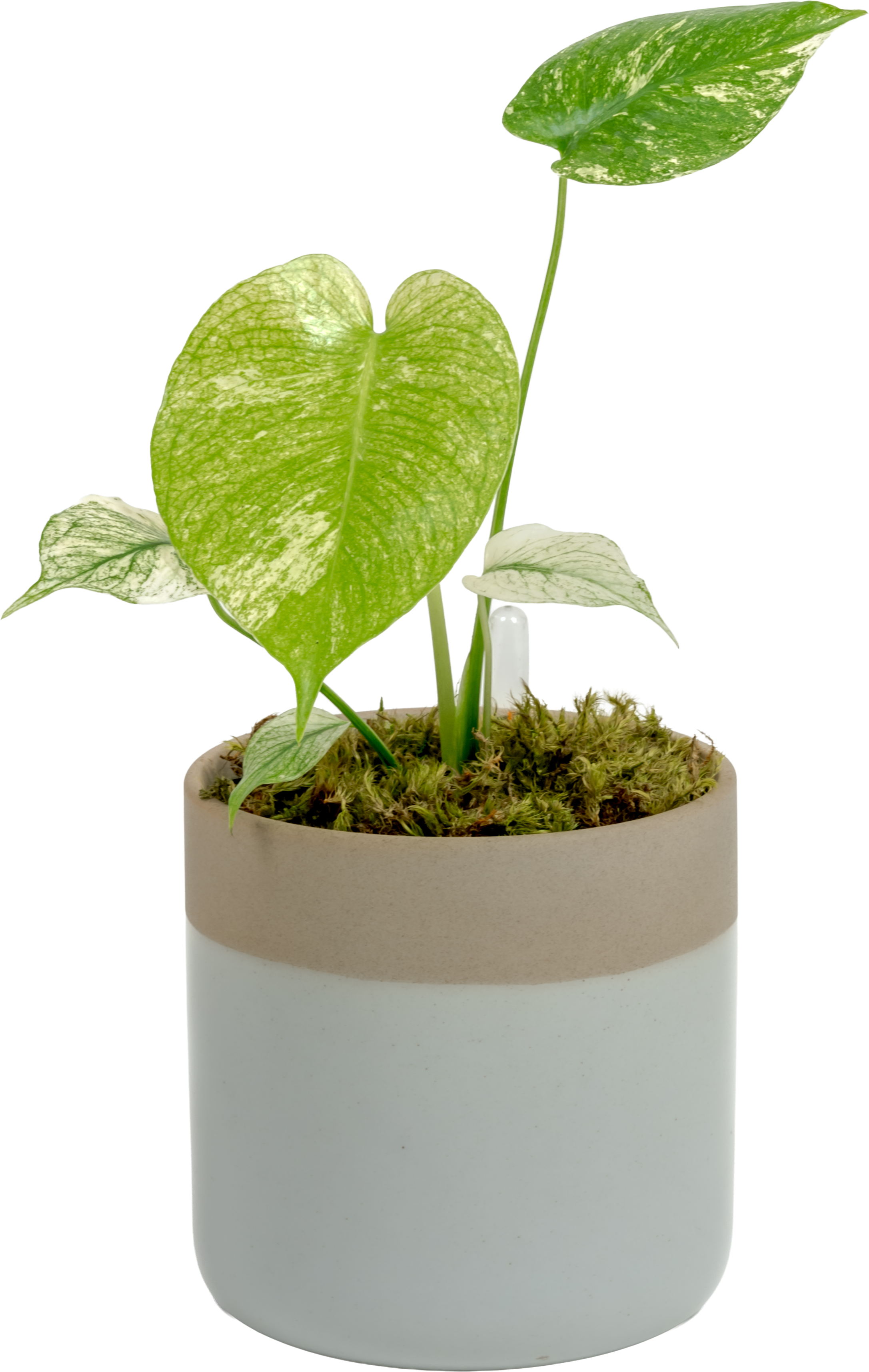 Monstera deliciosa 'White Monster' (small)