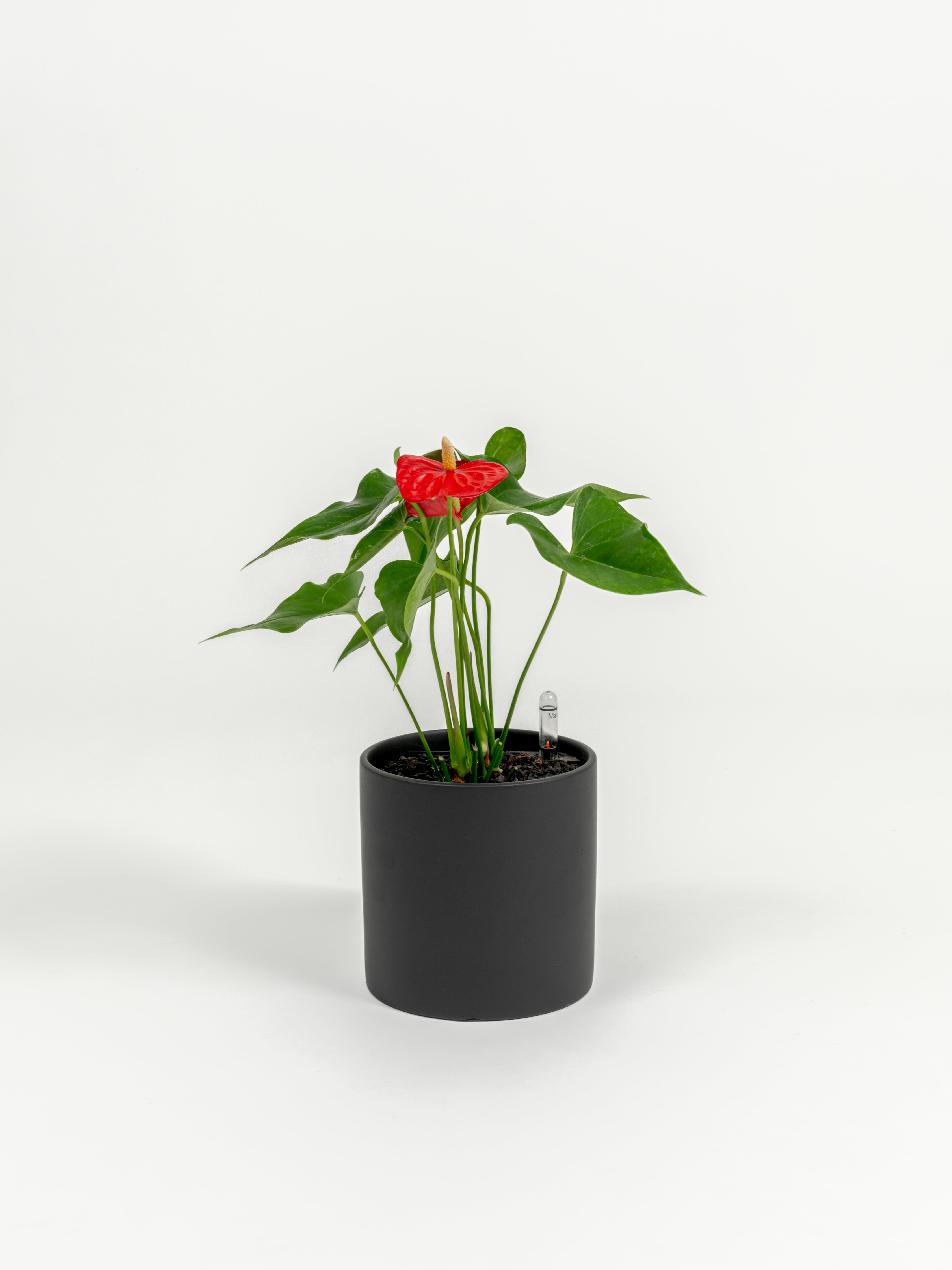 Anthurium andraeanum (small)