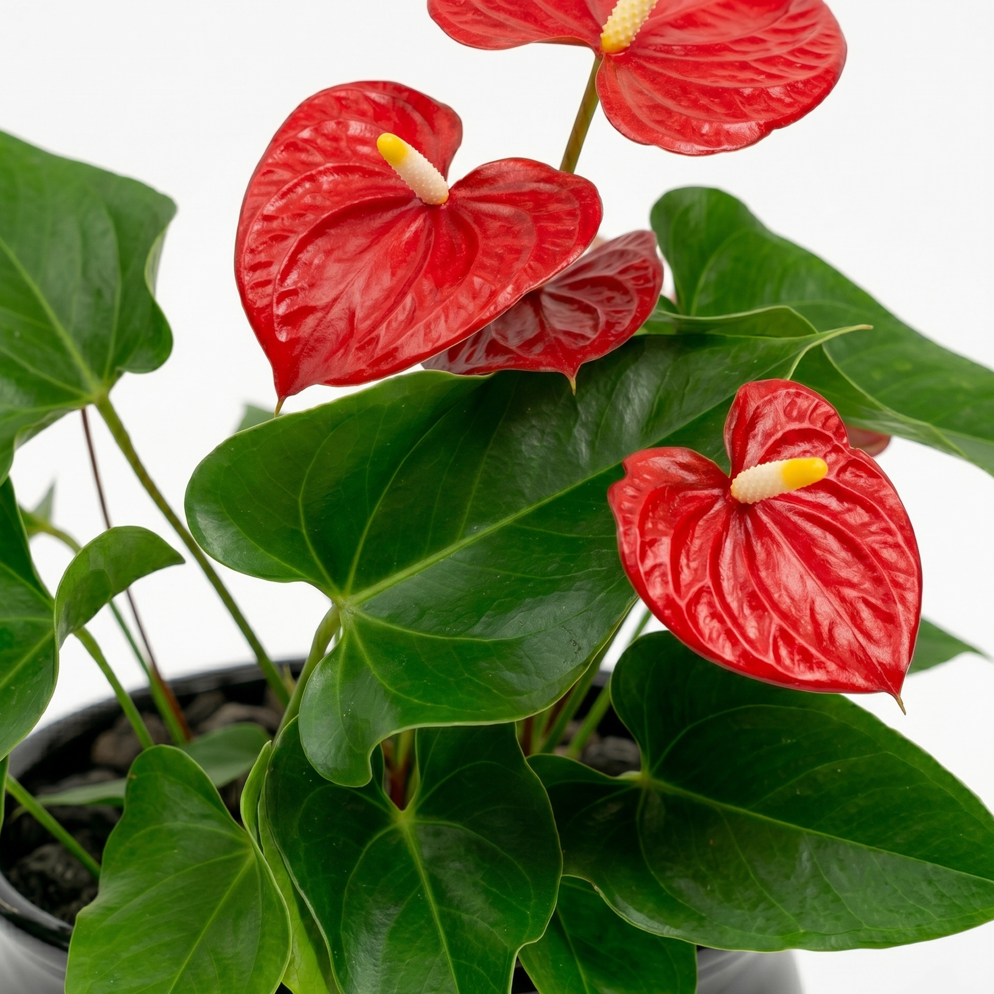 Flamingo Flower