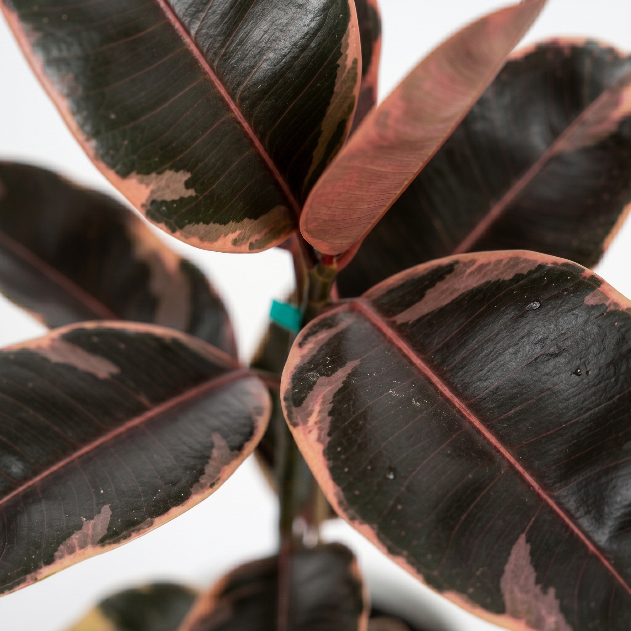 Ruby Rubber Tree