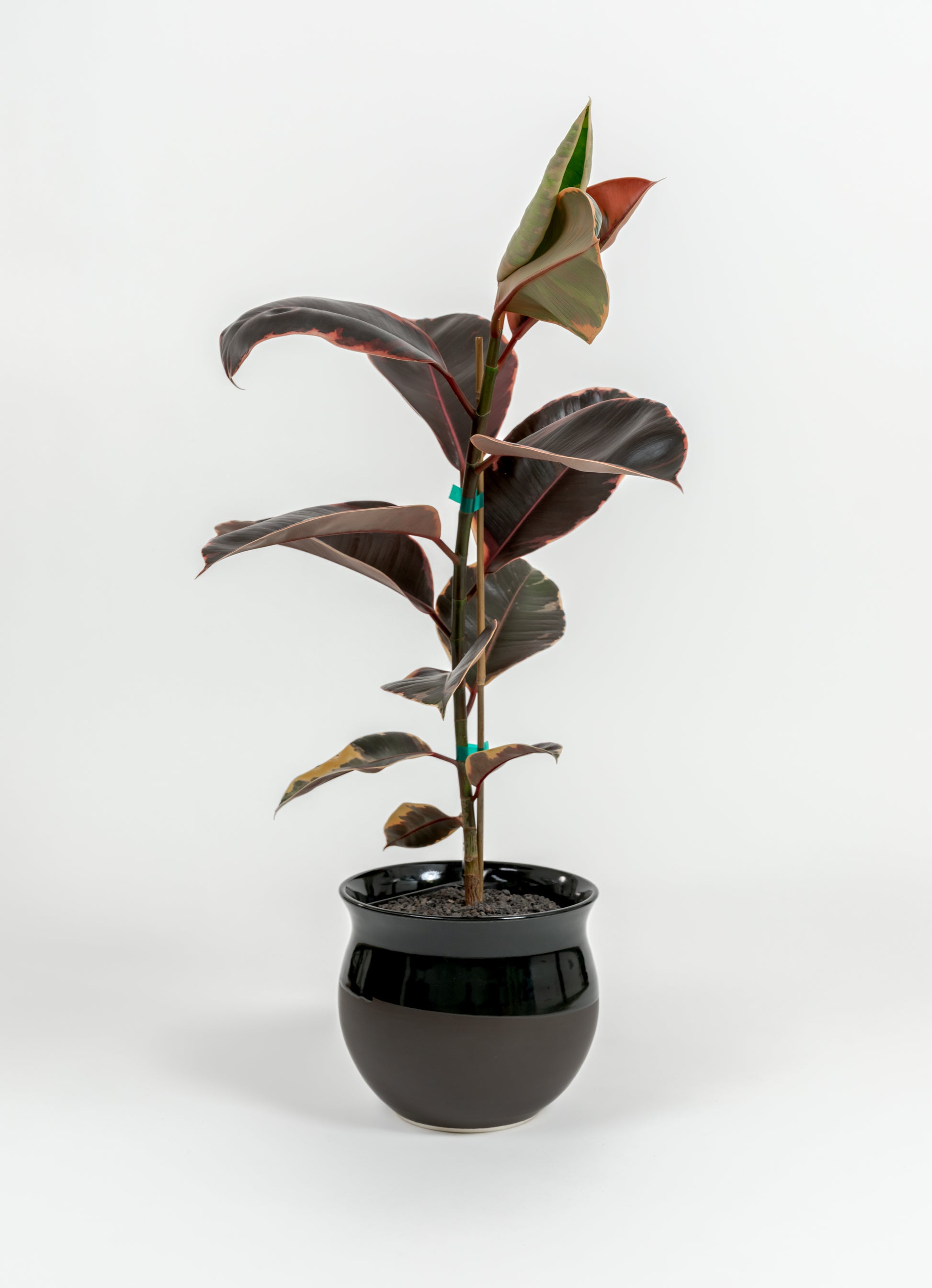 Ficus Elastica 'Ruby' - Ficus elastica 'Ruby' - in a medium dipped black premium self-watering ceramic pot - leucadia planter
