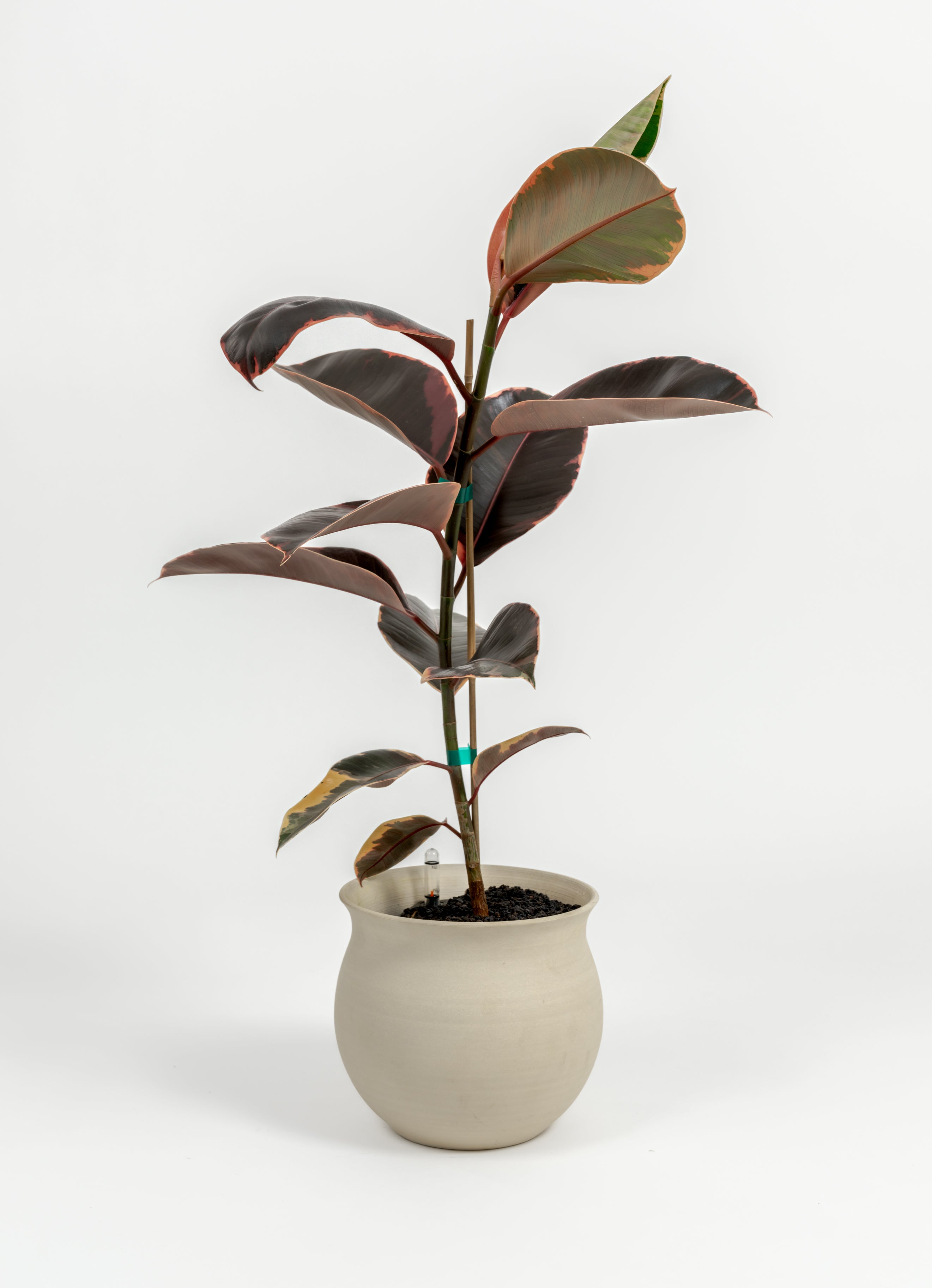 Ficus Elastica 'Ruby' - Ficus elastica 'Ruby' - in a medium natural clay premium self-watering ceramic pot - leucadia planter