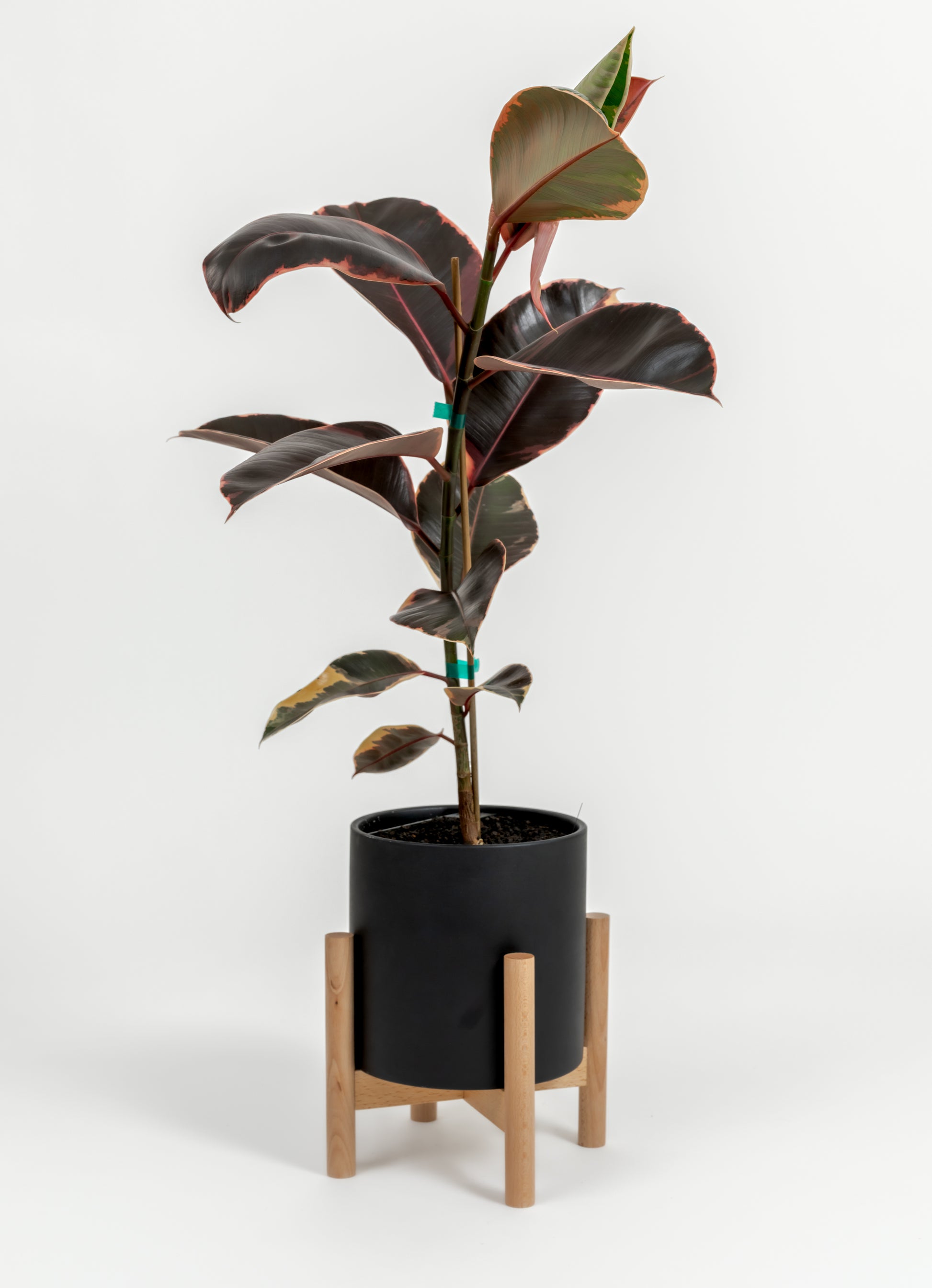 Ficus Elastica 'Ruby' - Ficus elastica 'Ruby' - in a medium black premium self-watering ceramic pot - pacific planter - in a birchwood stand