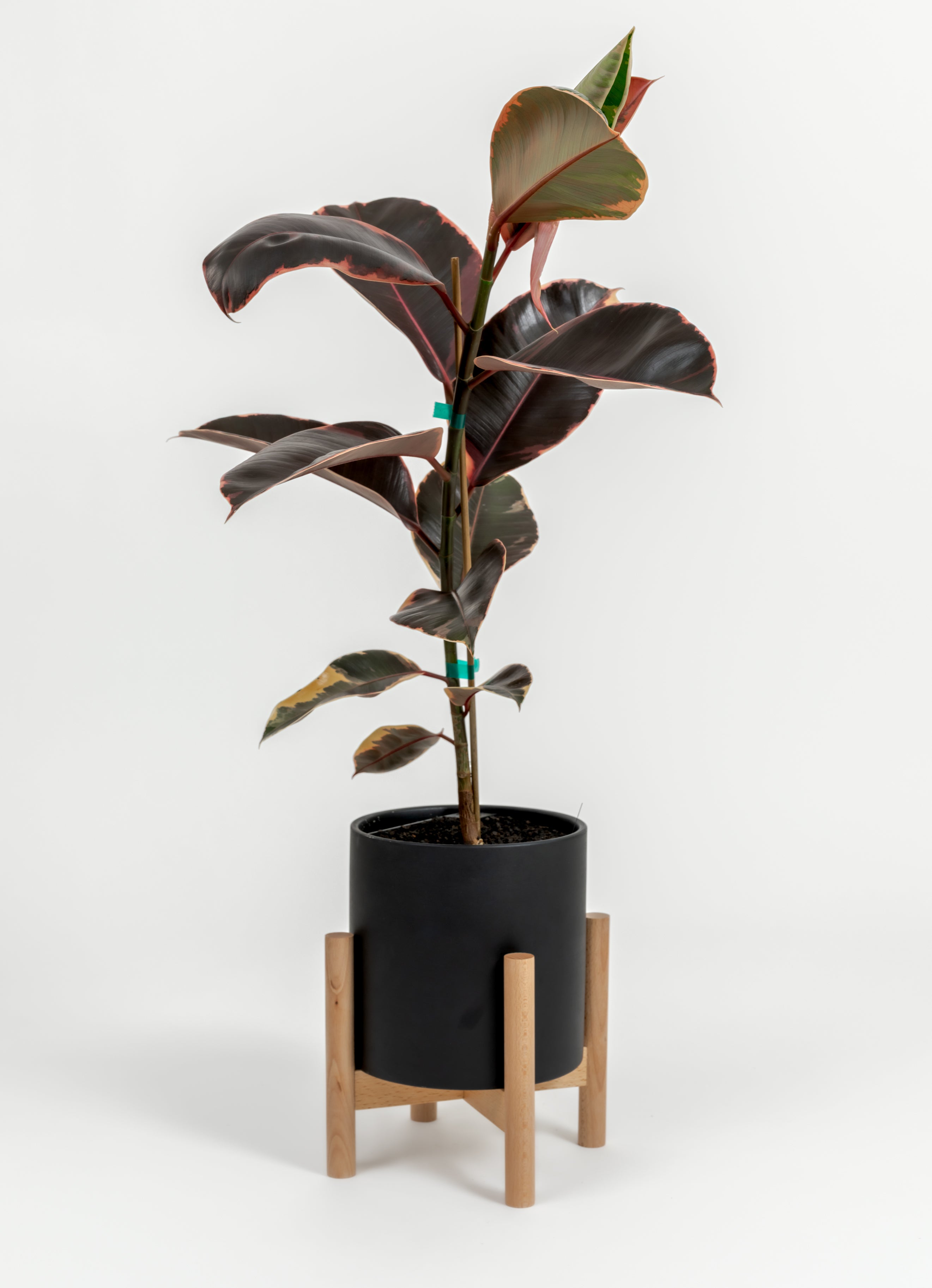 Ficus Elastica 'Ruby' - Ficus elastica 'Ruby' - in a medium black premium self-watering ceramic pot - pacific planter - in a birchwood stand