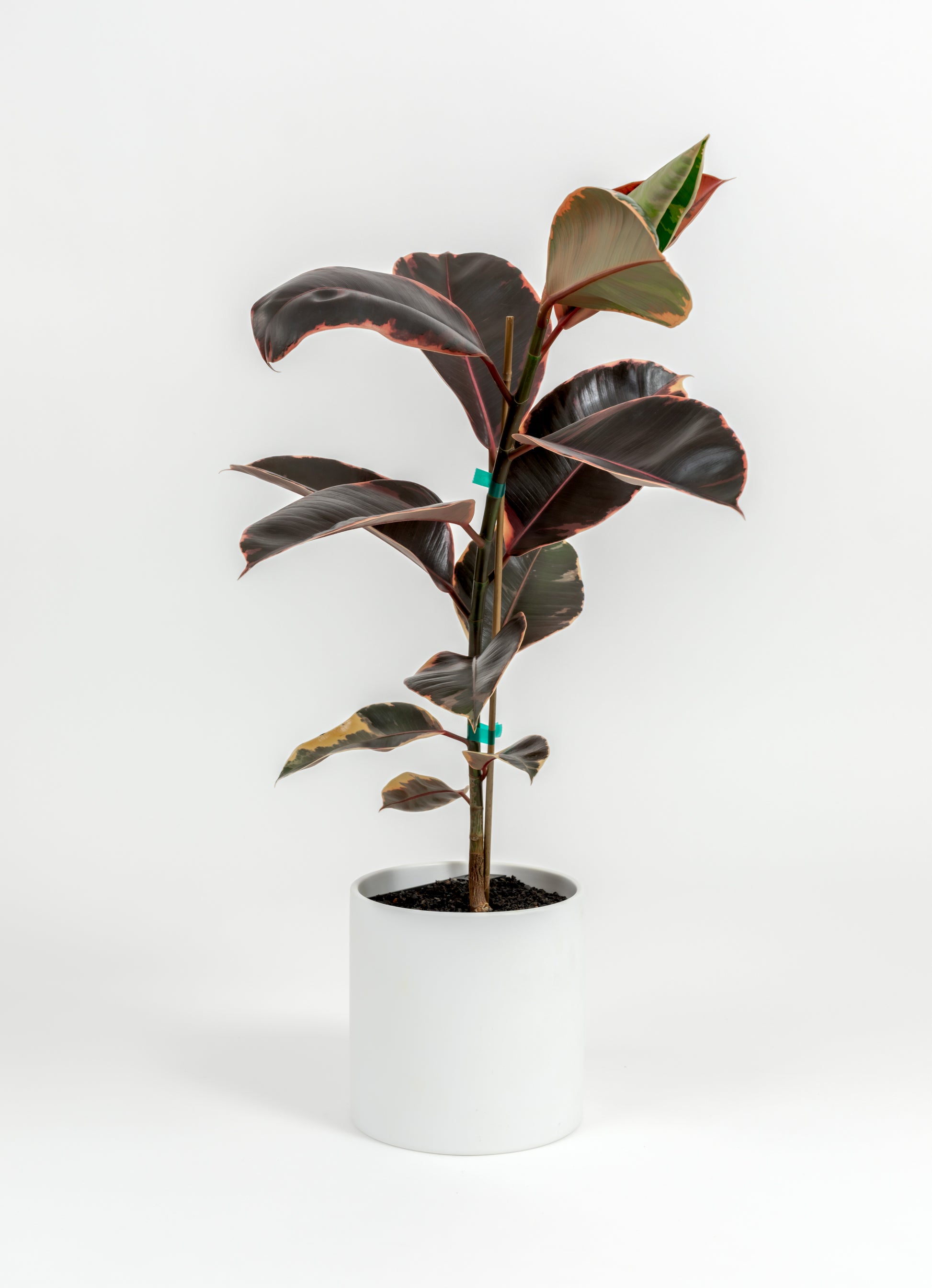 Ficus Elastica 'Ruby' - Ficus elastica 'Ruby' - in a medium white premium self-watering ceramic pot - pacific planter