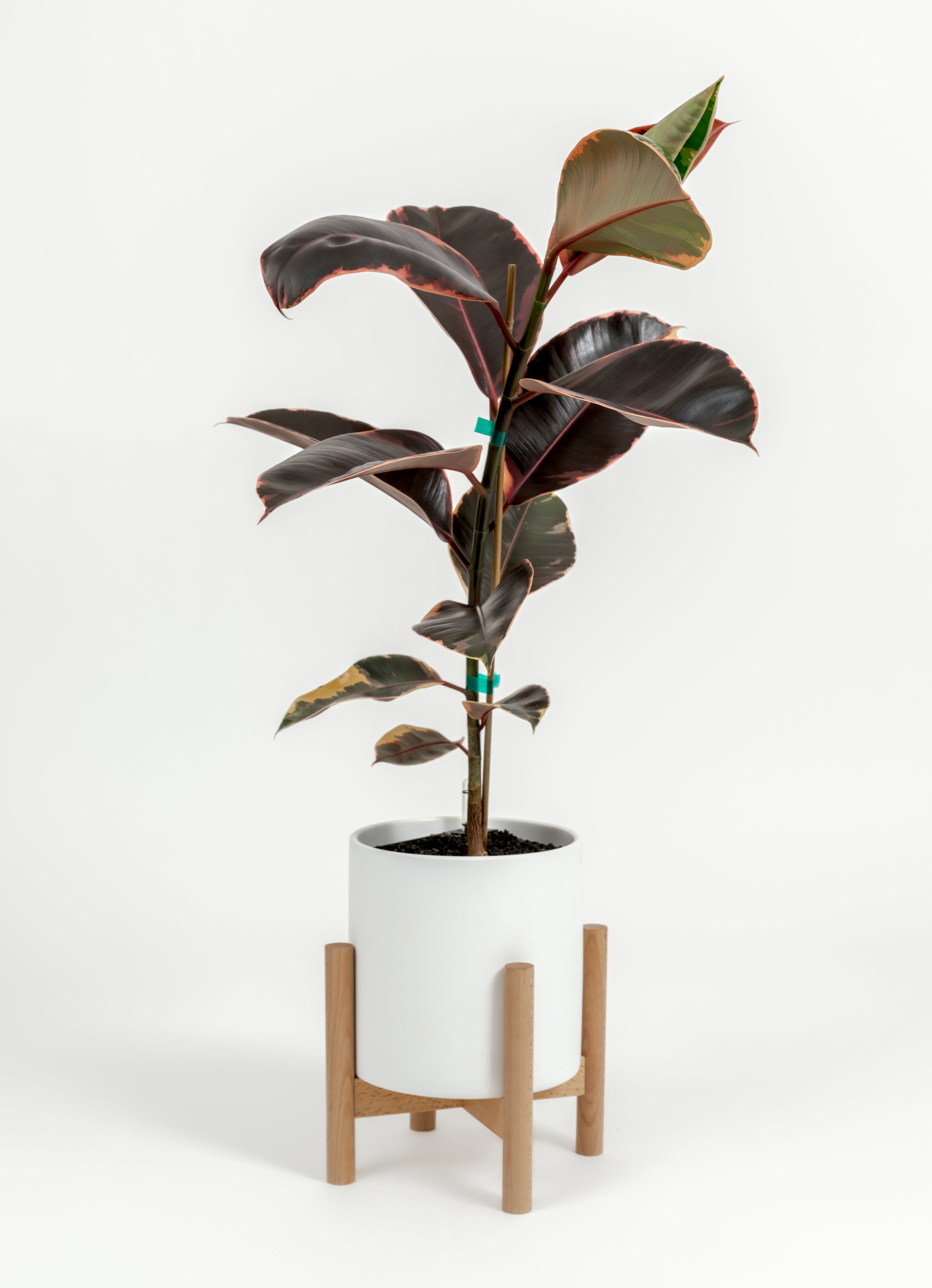 Ficus Elastica 'Ruby' - Ficus elastica 'Ruby' - in a medium white premium self-watering ceramic pot - pacific planter - in a birchwood stand