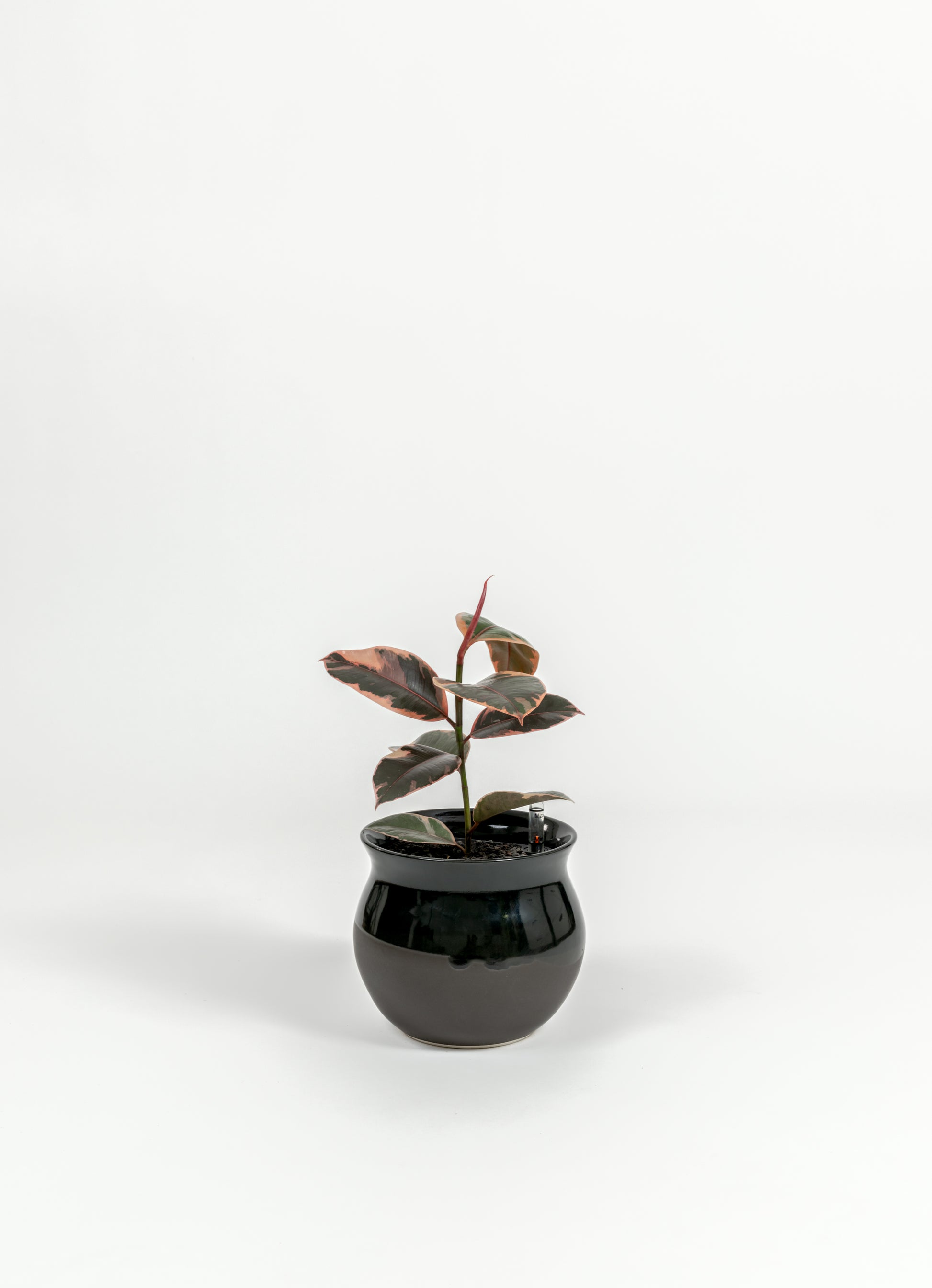 Ficus Elastica 'Ruby' - Ficus elastica 'Ruby' - in a small dipped black premium self-watering ceramic pot - leucadia planter
