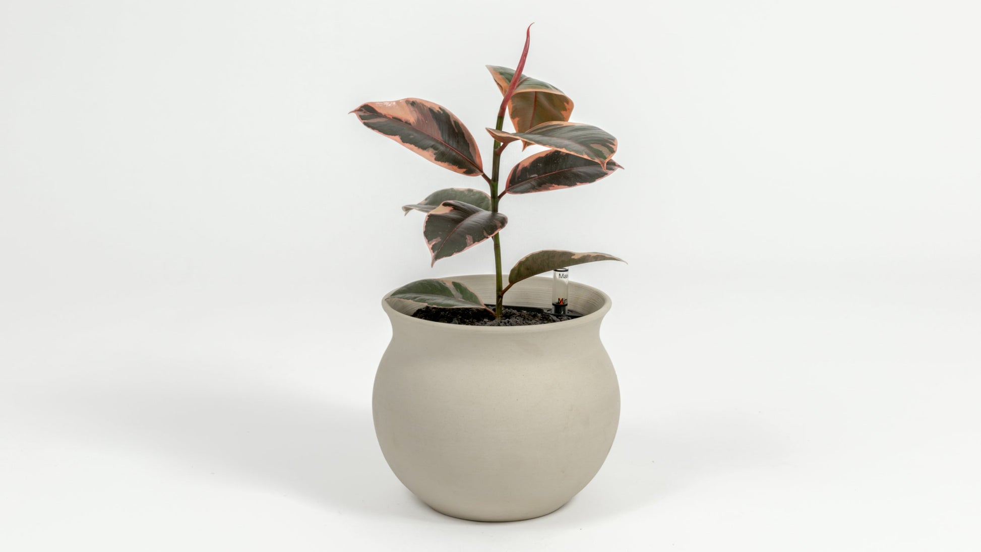 Ficus Elastica 'Ruby' - Ficus elastica 'Ruby' - in a small natural clay premium self-watering ceramic pot - leucadia planter