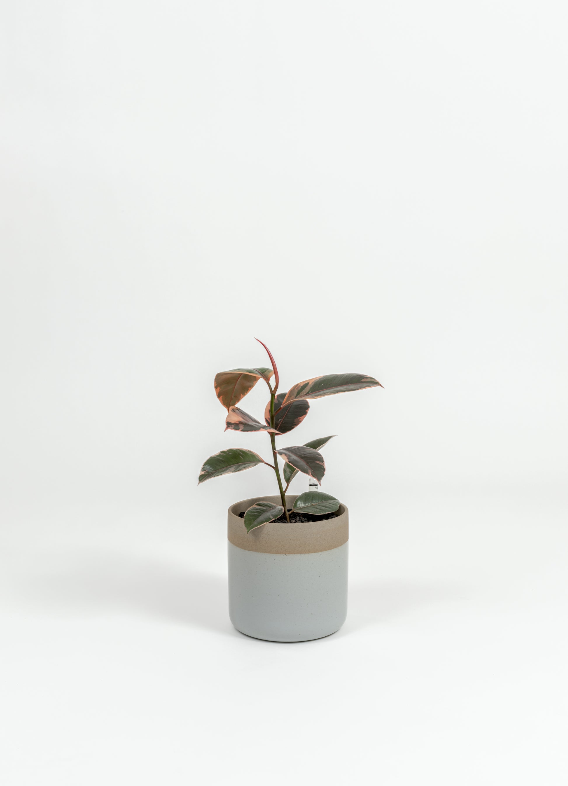 Ficus Elastica 'Ruby' - Ficus elastica 'Ruby' - in a small dipped natural premium self-watering ceramic pot - mesa planter