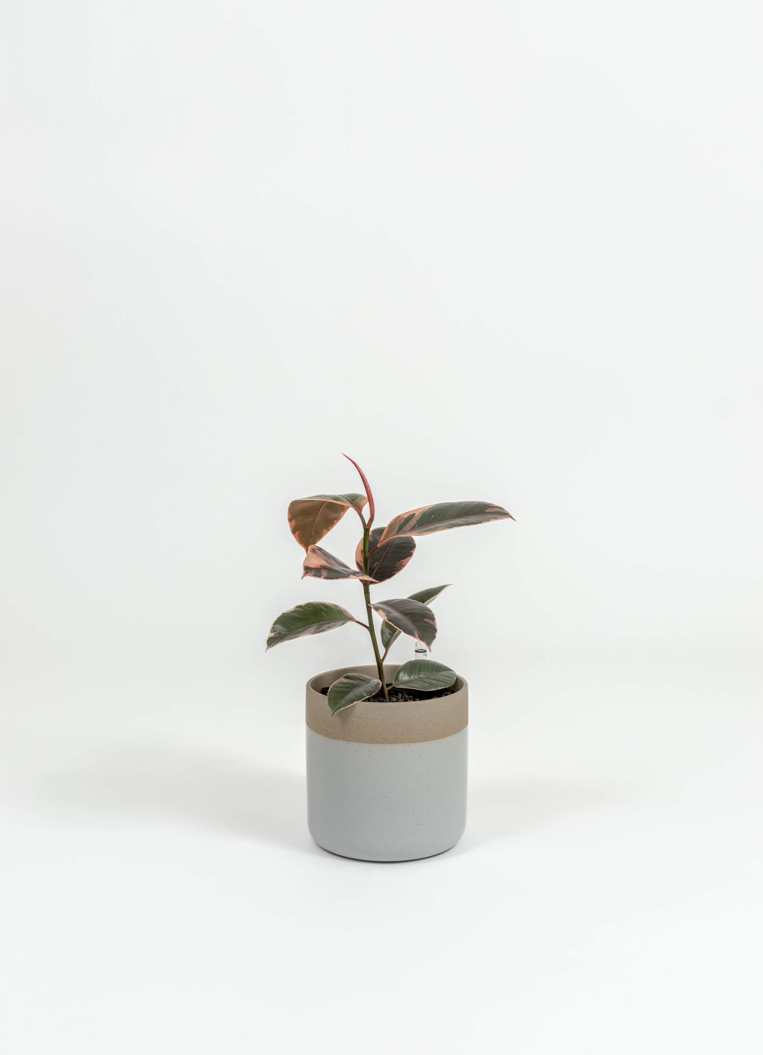 Ficus Elastica 'Ruby' - Ficus elastica 'Ruby' - in a small dipped natural premium self-watering ceramic pot - mesa planter