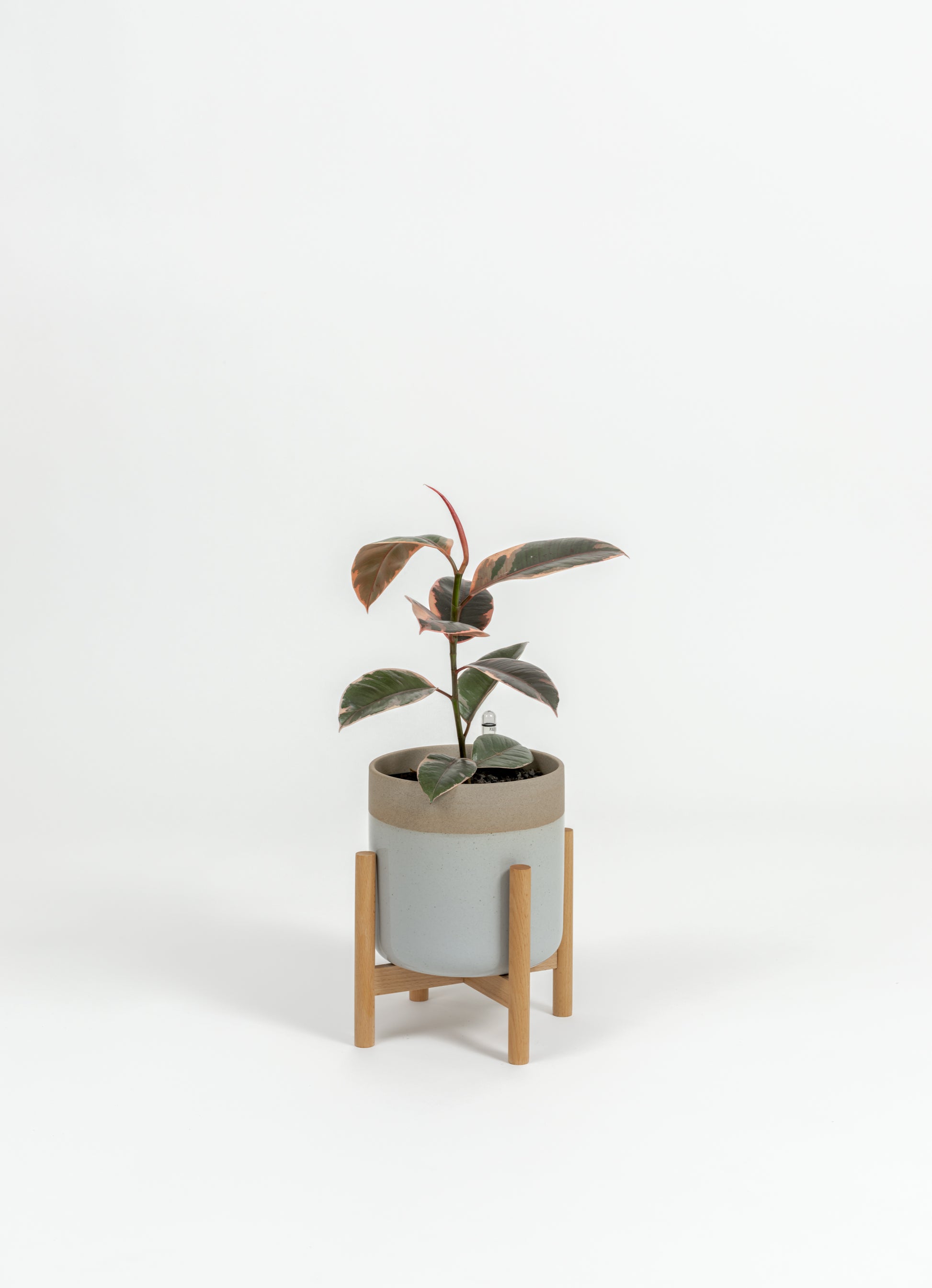 Ficus Elastica 'Ruby' - Ficus elastica 'Ruby' - in a small dipped natural premium self-watering ceramic pot - mesa planter - in a birchwood stand