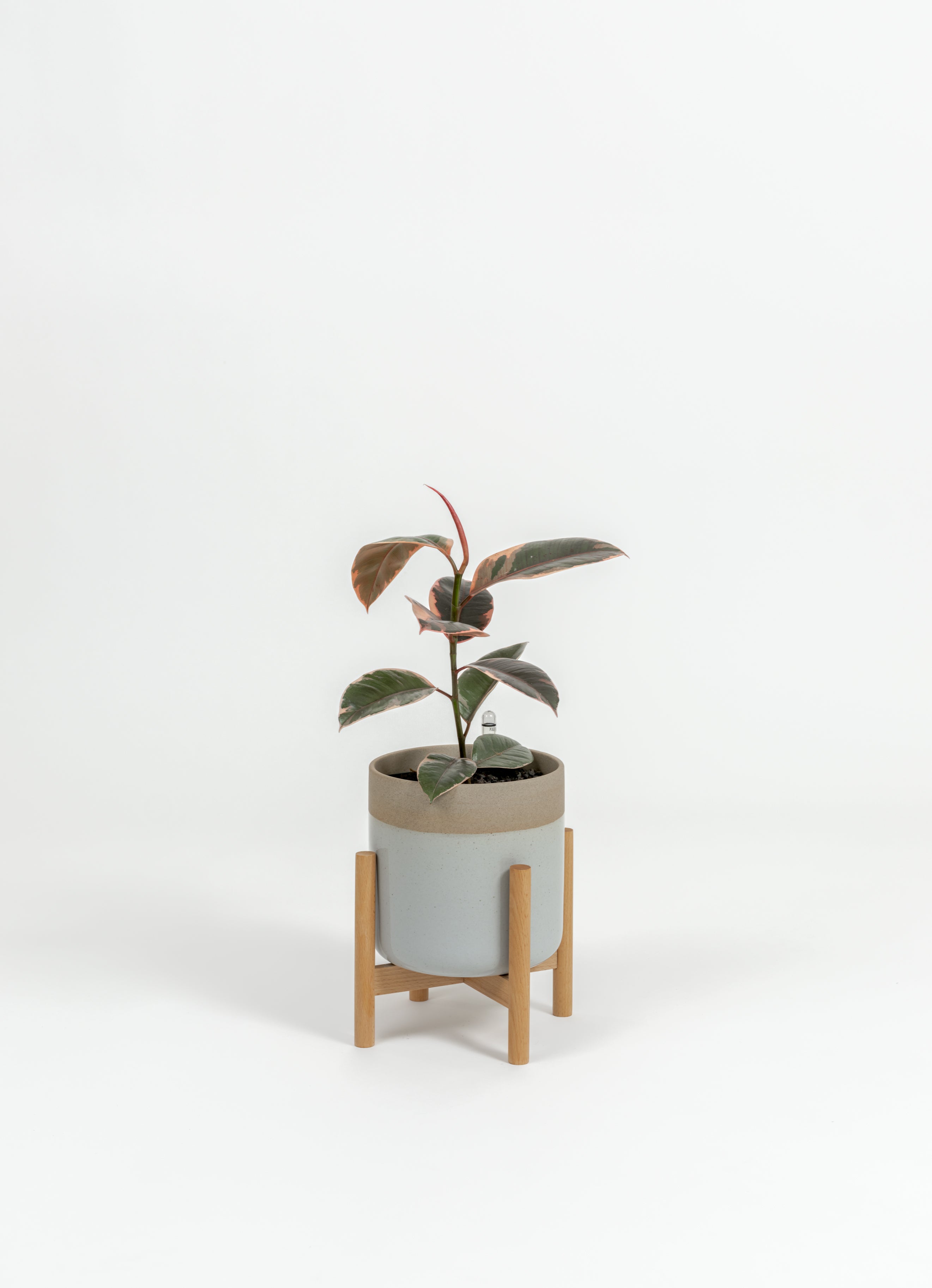 Ficus Elastica 'Ruby' - Ficus elastica 'Ruby' - in a small dipped natural premium self-watering ceramic pot - mesa planter - in a birchwood stand