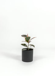 Ficus Elastica 'Ruby' - Ficus elastica 'Ruby' - in a medium black PLANTWELL premium self-watering ceramic pot - Pacific planter