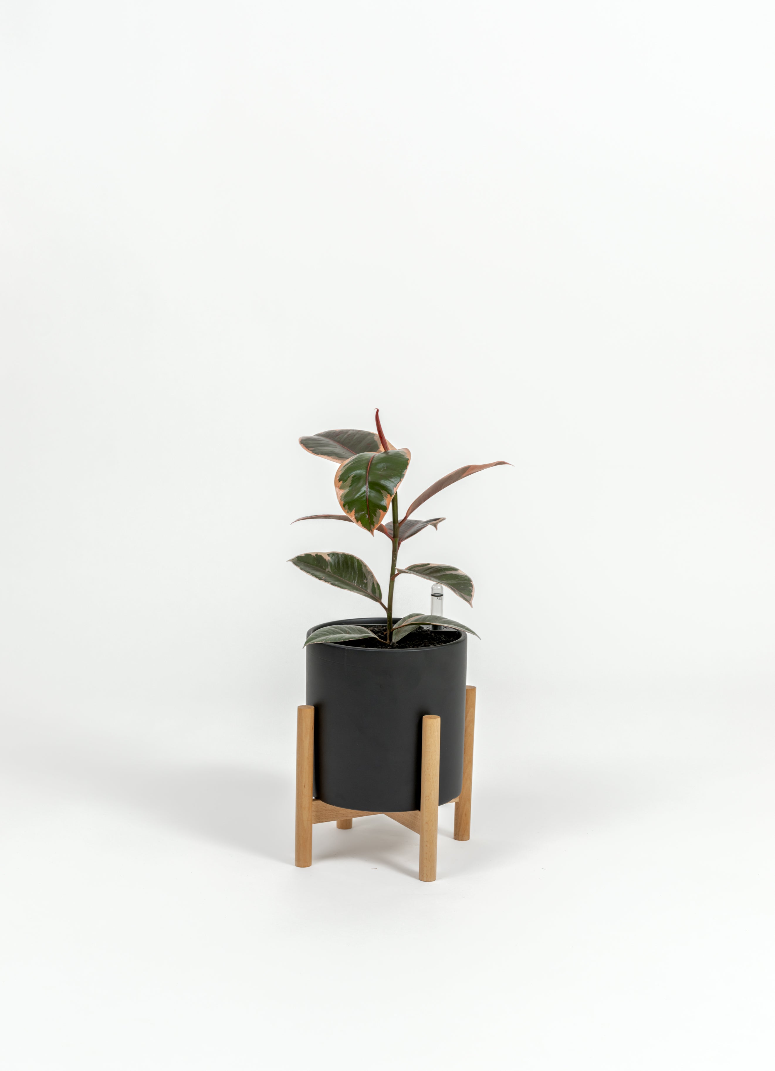 Ficus Elastica 'Ruby' - Ficus elastica 'Ruby' - in a small black premium self-watering ceramic pot - pacific planter - in a birchwood stand