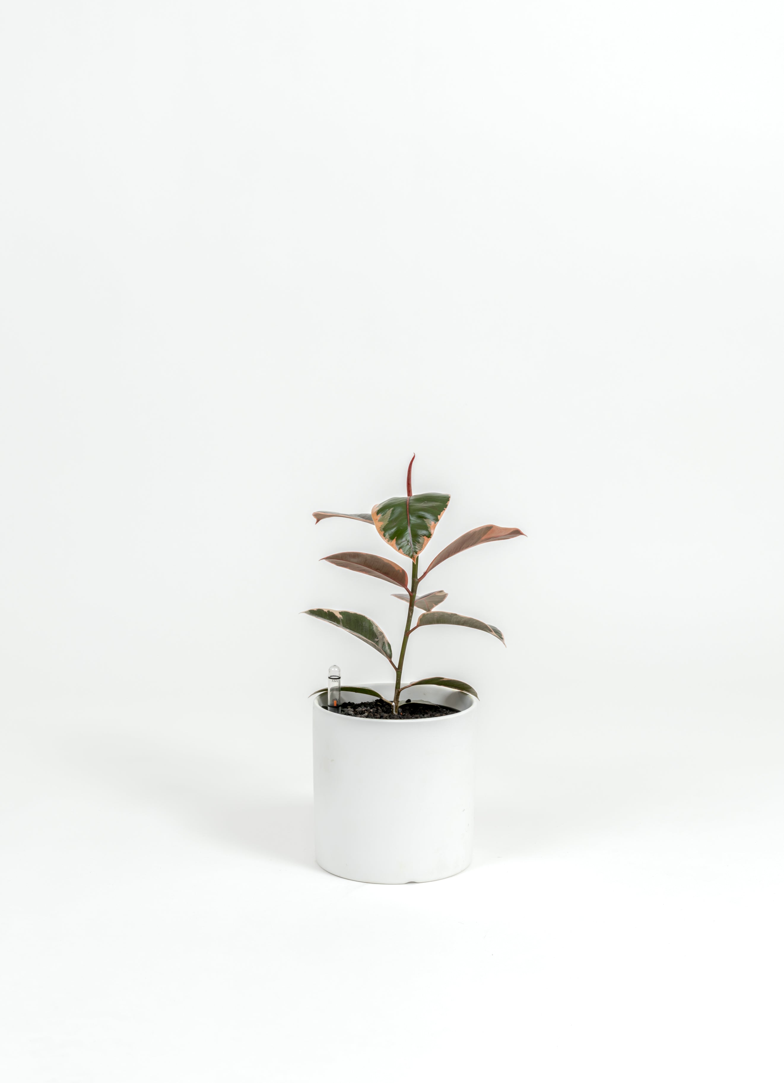 Ficus Elastica 'Ruby' - Ficus elastica 'Ruby' - in a small white premium self-watering ceramic pot - pacific planter