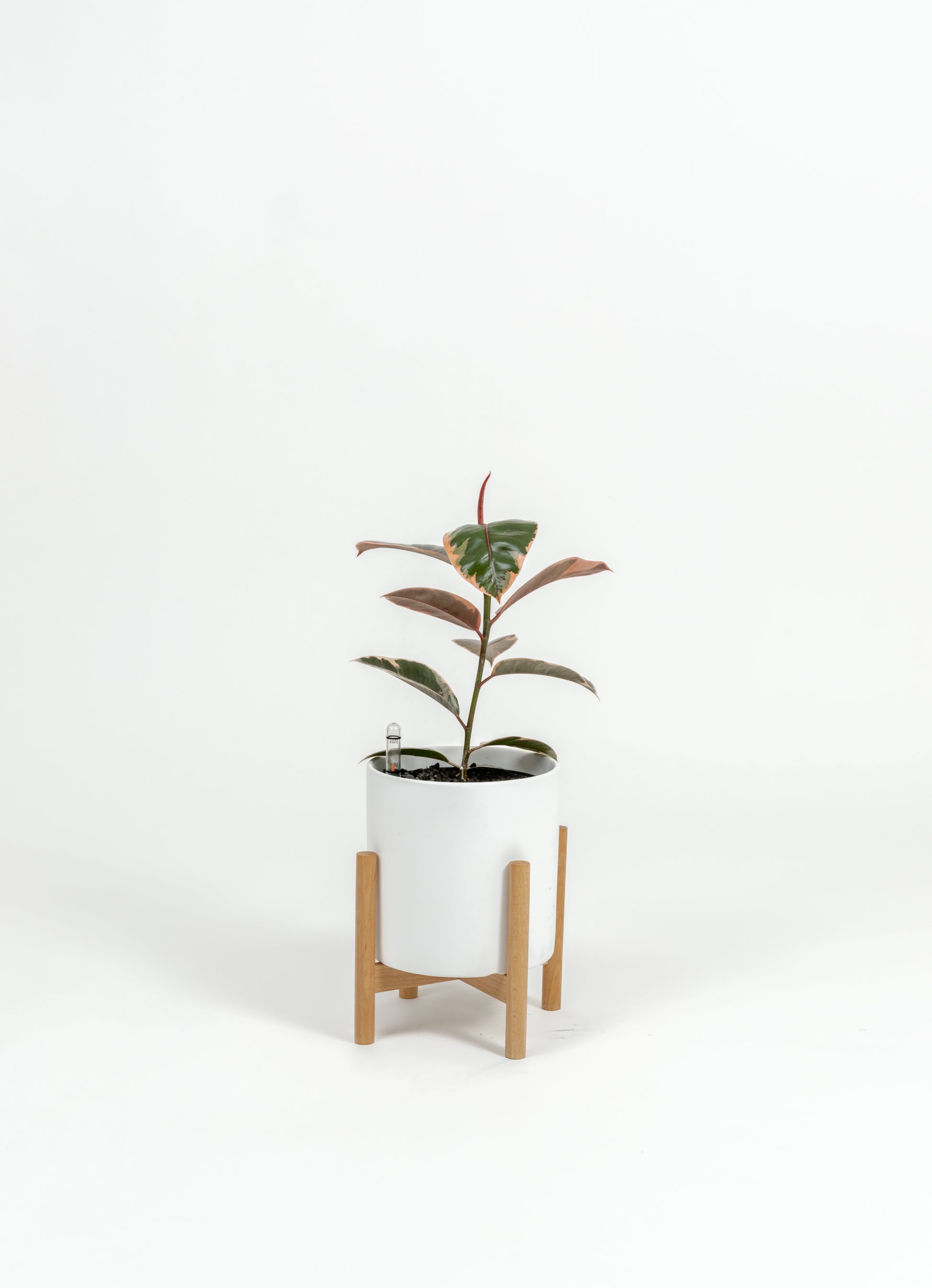 Ficus Elastica 'Ruby' - Ficus elastica 'Ruby' - in a small white premium self-watering ceramic pot - pacific planter - in a birchwood stand
