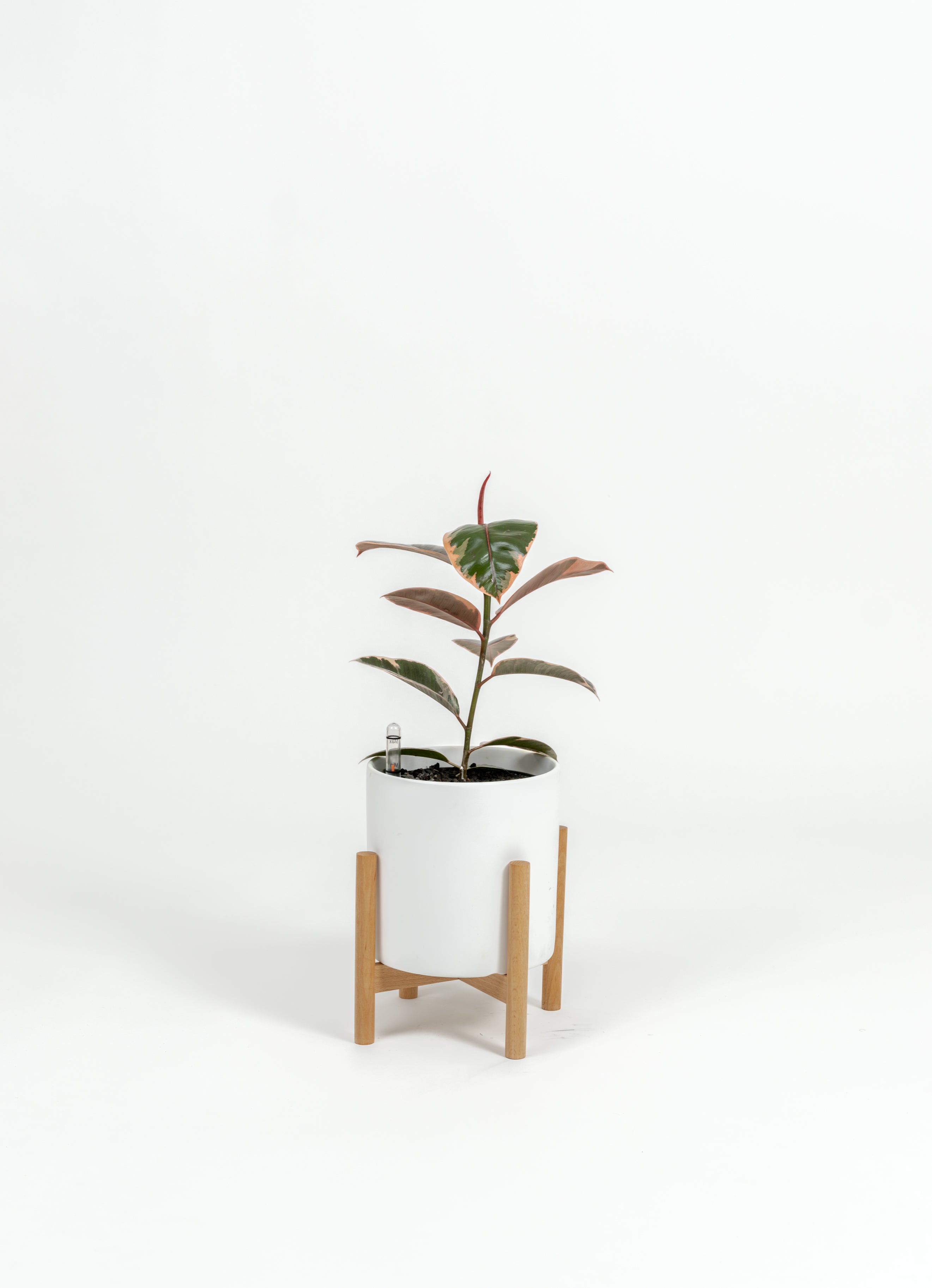 Ficus Elastica 'Ruby' - Ficus elastica 'Ruby' - in a small white premium self-watering ceramic pot - pacific planter - in a birchwood stand