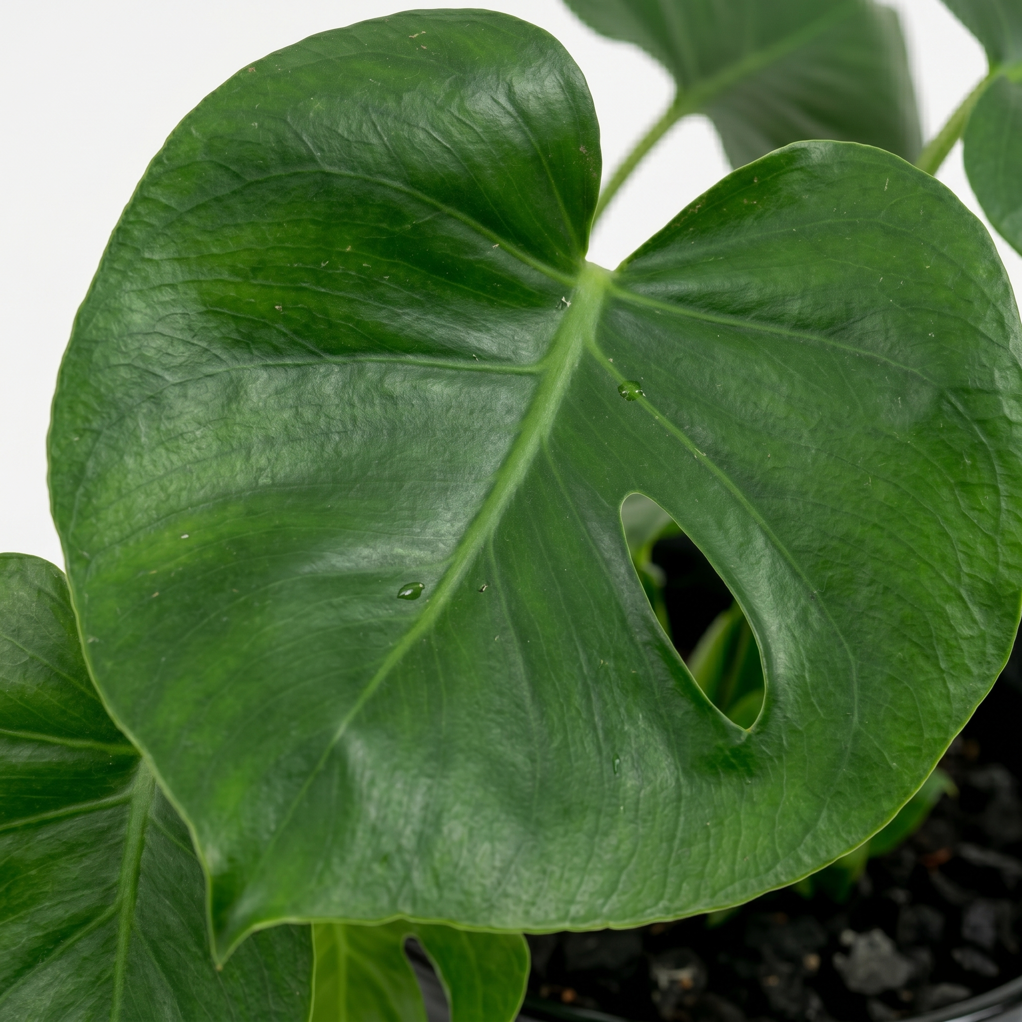 Swiss Cheese Plant