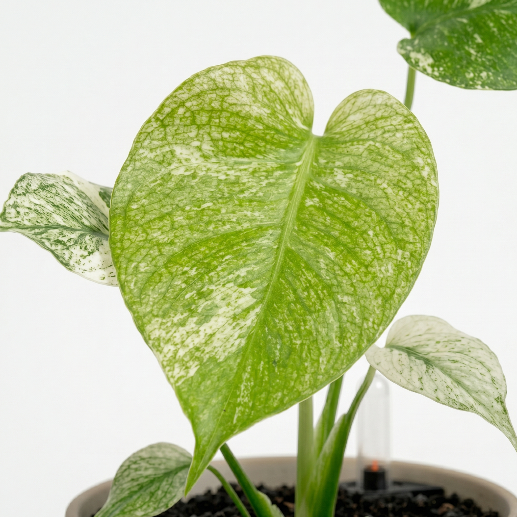 Monstera "White Monster'