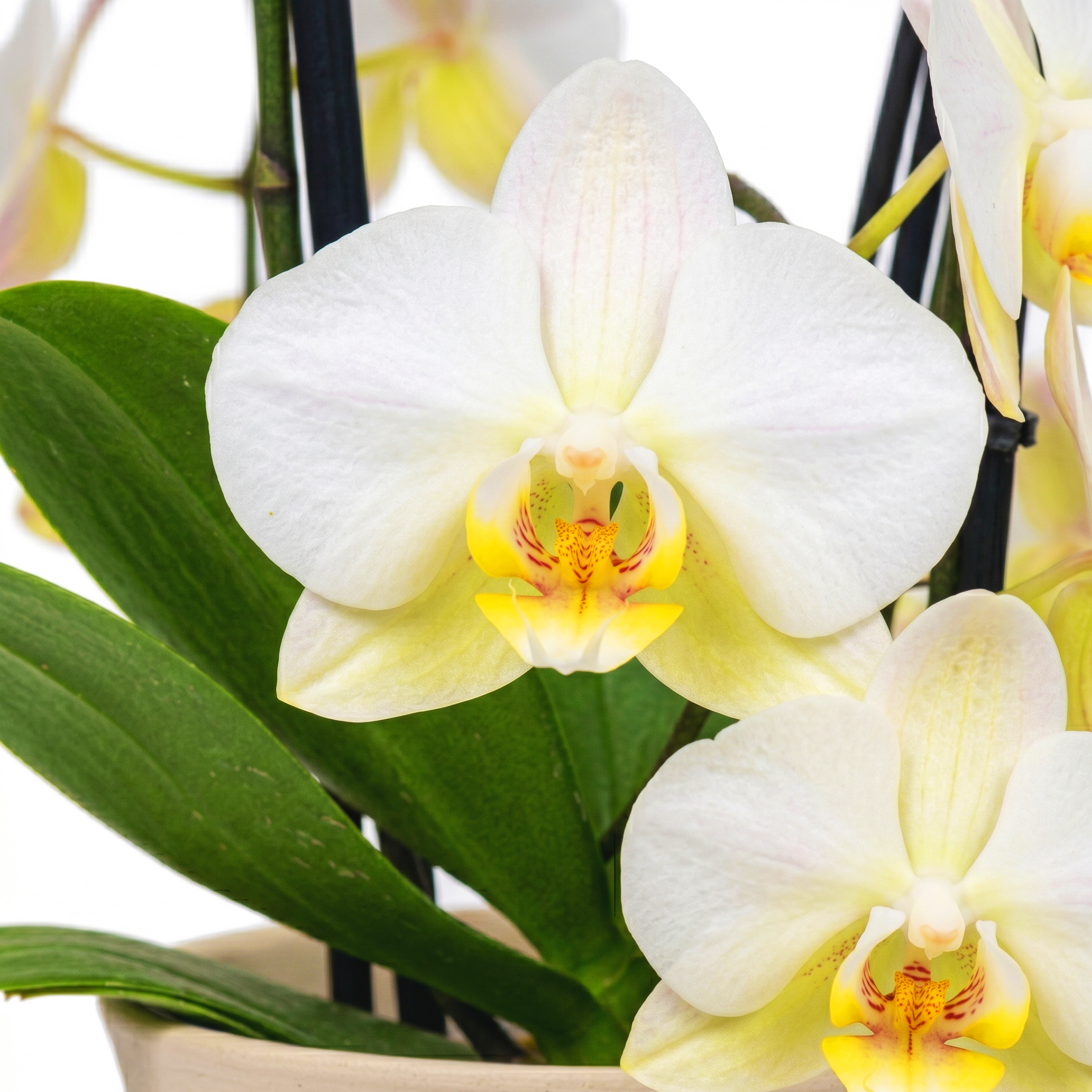 White Moth Orchid