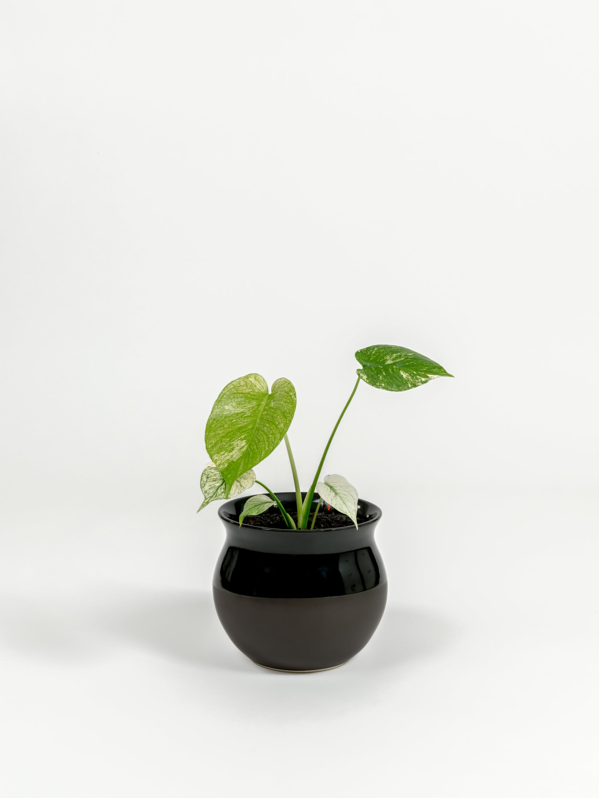 Rare TEST Monstera 'White Monster' - TEST monstera deliciosa 'White Monster' - in a small dipped black premium self-watering ceramic pot - leucadia planter