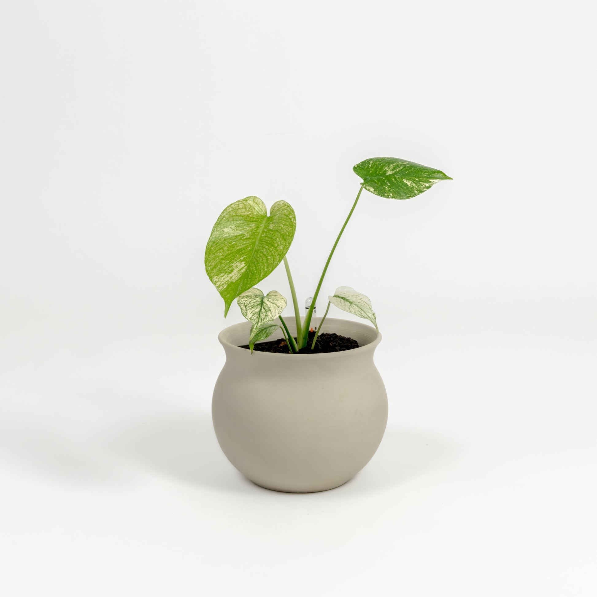 Rare TEST Monstera 'White Monster' - TEST monstera deliciosa 'White Monster' - in a small natural clay premium self-watering ceramic pot - leucadia planter