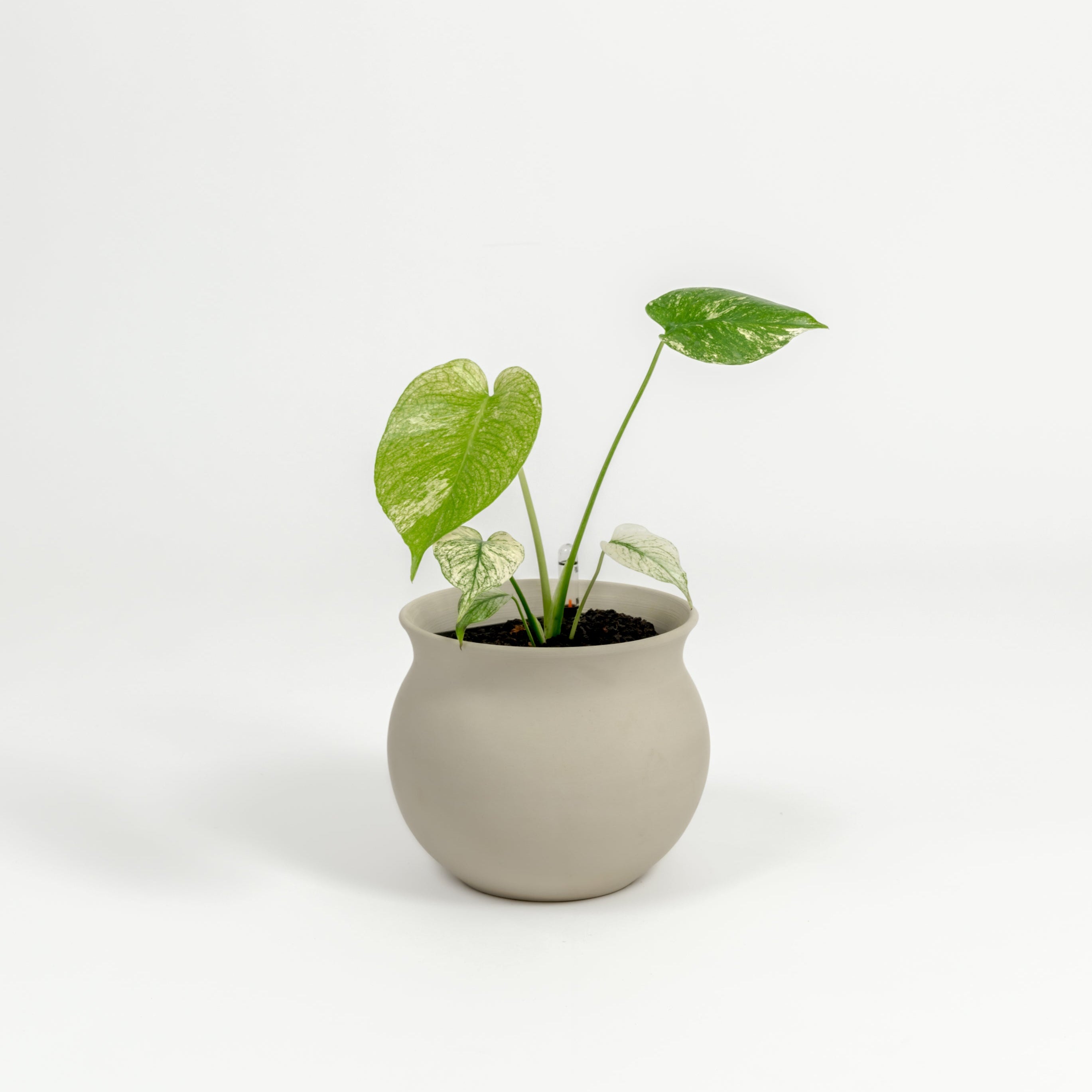 Rare TEST Monstera 'White Monster' - TEST monstera deliciosa 'White Monster' - in a small natural clay premium self-watering ceramic pot - leucadia planter