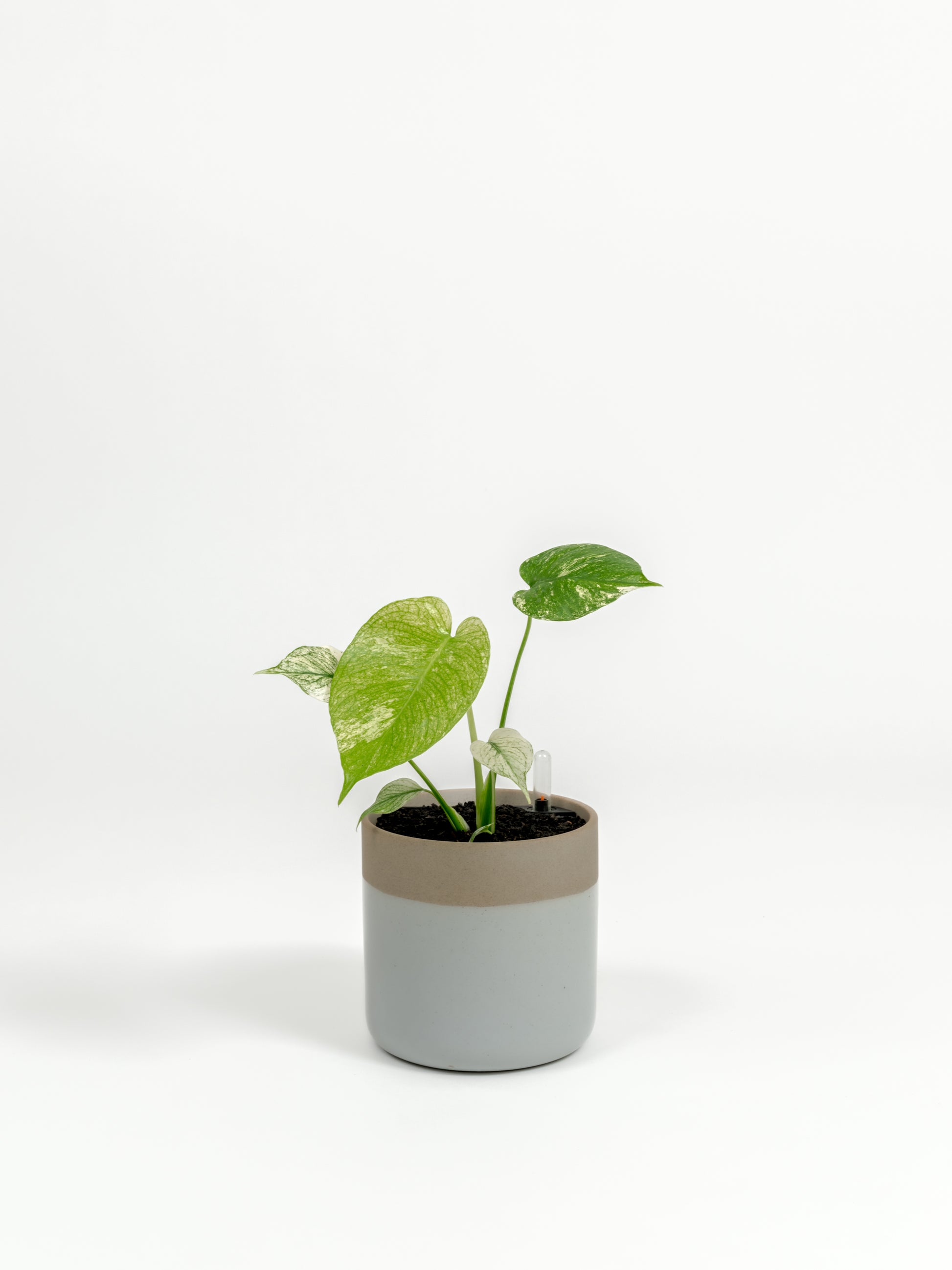 Rare TEST Monstera 'White Monster' - TEST monstera deliciosa 'White Monster' - in a small dipped natural premium self-watering ceramic pot - mesa planter