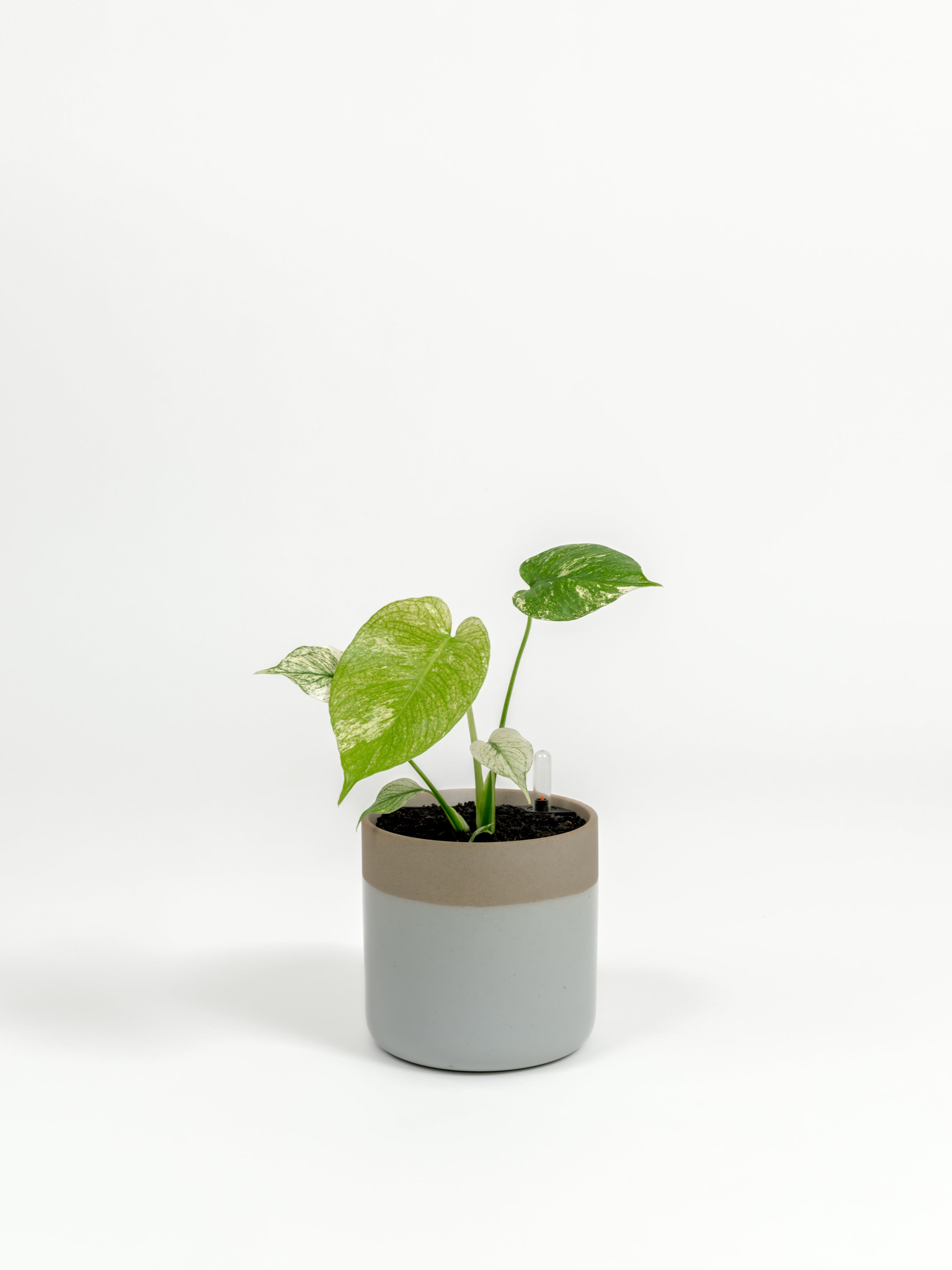 Rare TEST Monstera 'White Monster' - TEST monstera deliciosa 'White Monster' - in a small dipped natural premium self-watering ceramic pot - mesa planter