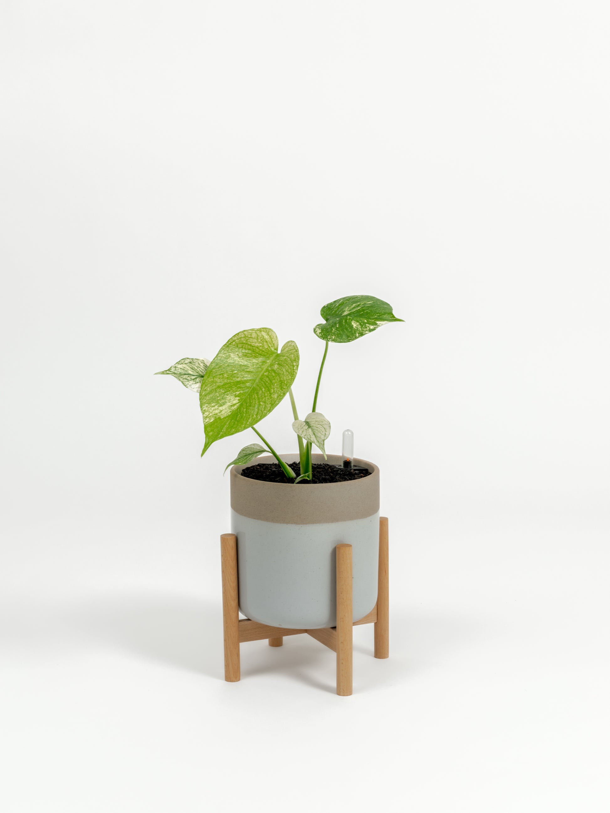 Rare TEST Monstera 'White Monster' - TEST monstera deliciosa 'White Monster' - in a small dipped natural premium self-watering ceramic pot - mesa planter - in a birchwood stand