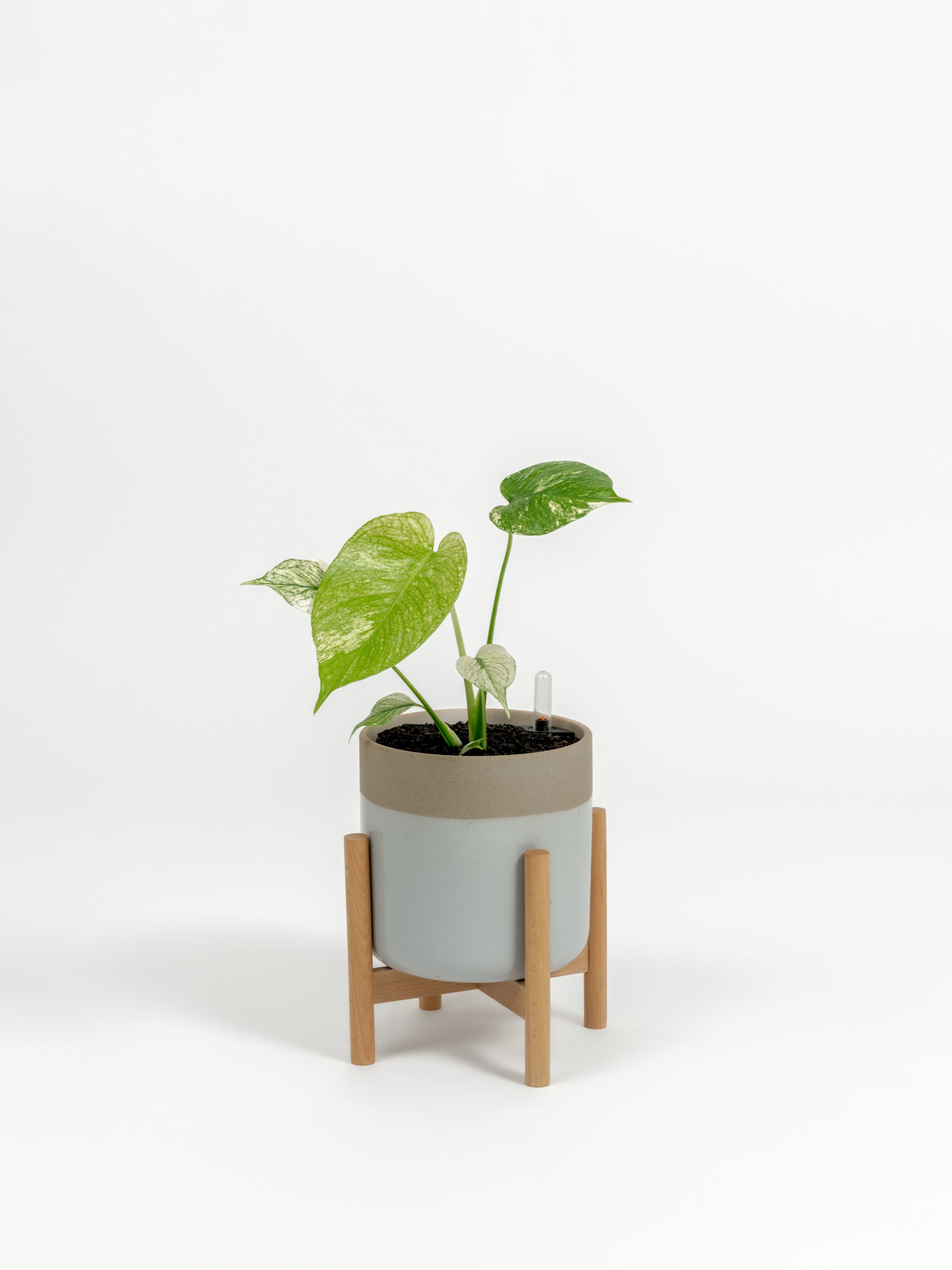 Rare TEST Monstera 'White Monster' - TEST monstera deliciosa 'White Monster' - in a small dipped natural premium self-watering ceramic pot - mesa planter - in a birchwood stand