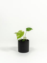 Rare Monstera 'White Monster' - Monstera deliciosa 'White Monster' - in a medium black PLANTWELL premium self-watering ceramic pot - Pacific planter