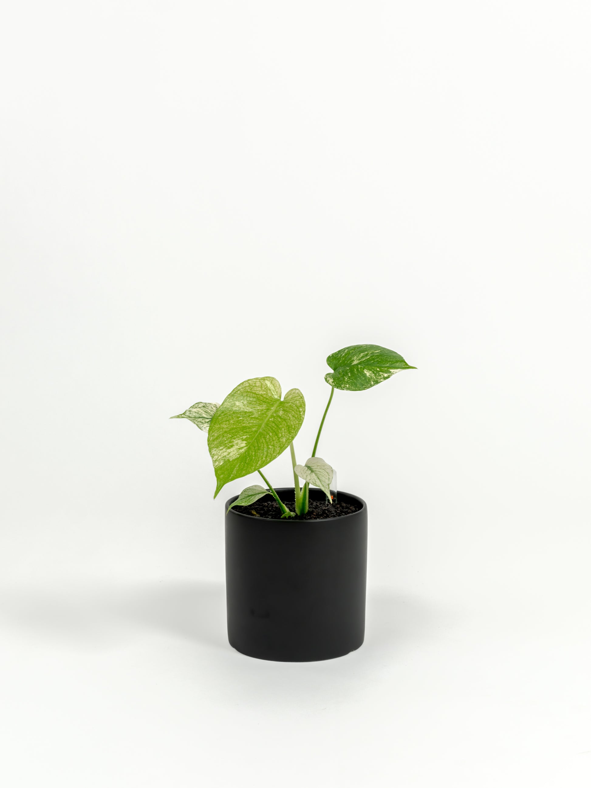 Rare TEST Monstera 'White Monster' - TEST monstera deliciosa 'White Monster' - in a small black premium self-watering ceramic pot - pacific planter