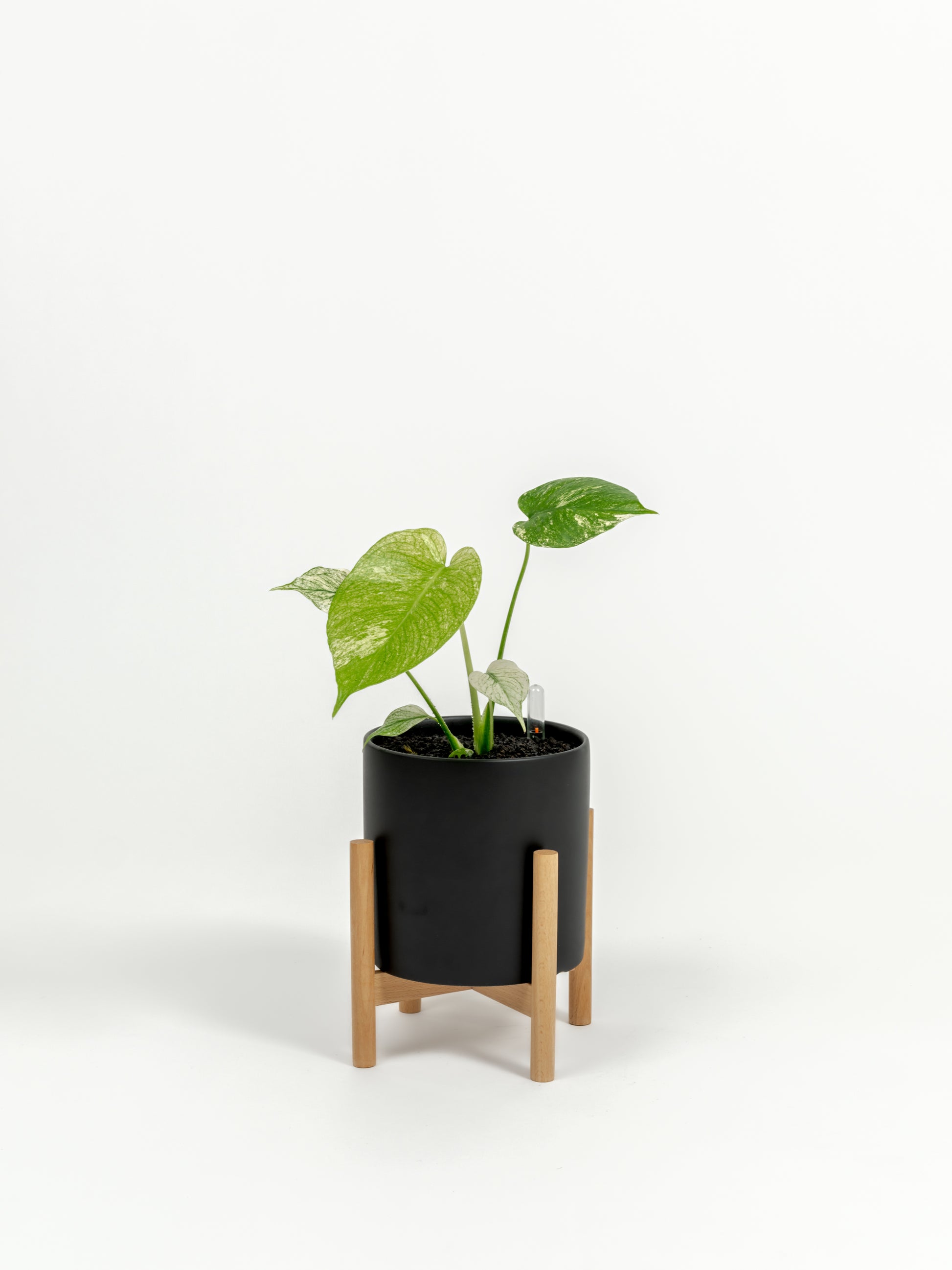 Rare TEST Monstera 'White Monster' - TEST monstera deliciosa 'White Monster' - in a small black premium self-watering ceramic pot - pacific planter - in a birchwood stand