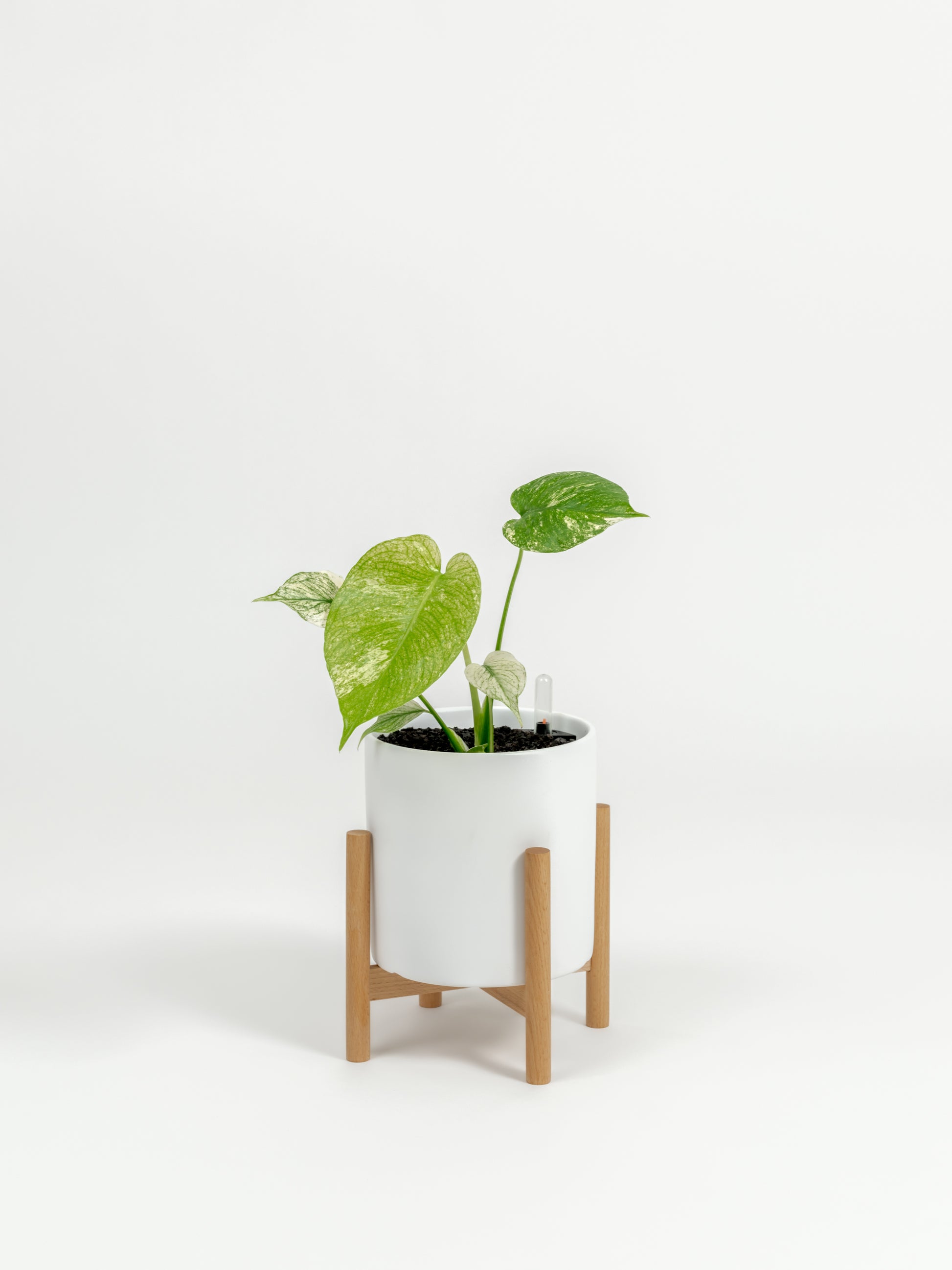 Rare TEST Monstera 'White Monster' - TEST monstera deliciosa 'White Monster' - in a small white premium self-watering ceramic pot - pacific planter - in a birchwood stand