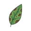 Bacterial Blight