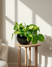 Philodendron hederaceum 'Brasil'