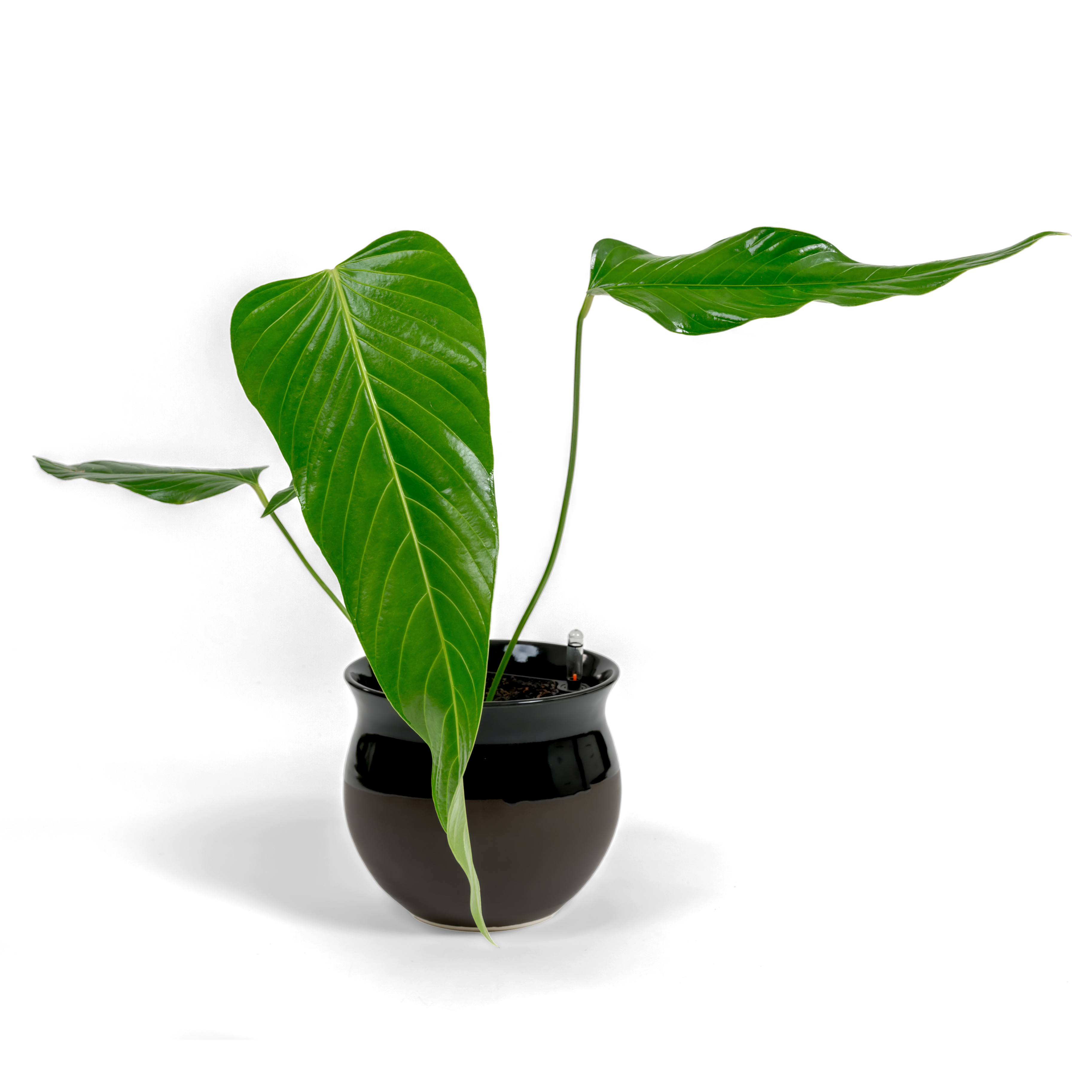 Nerve-Leaf Anthurium