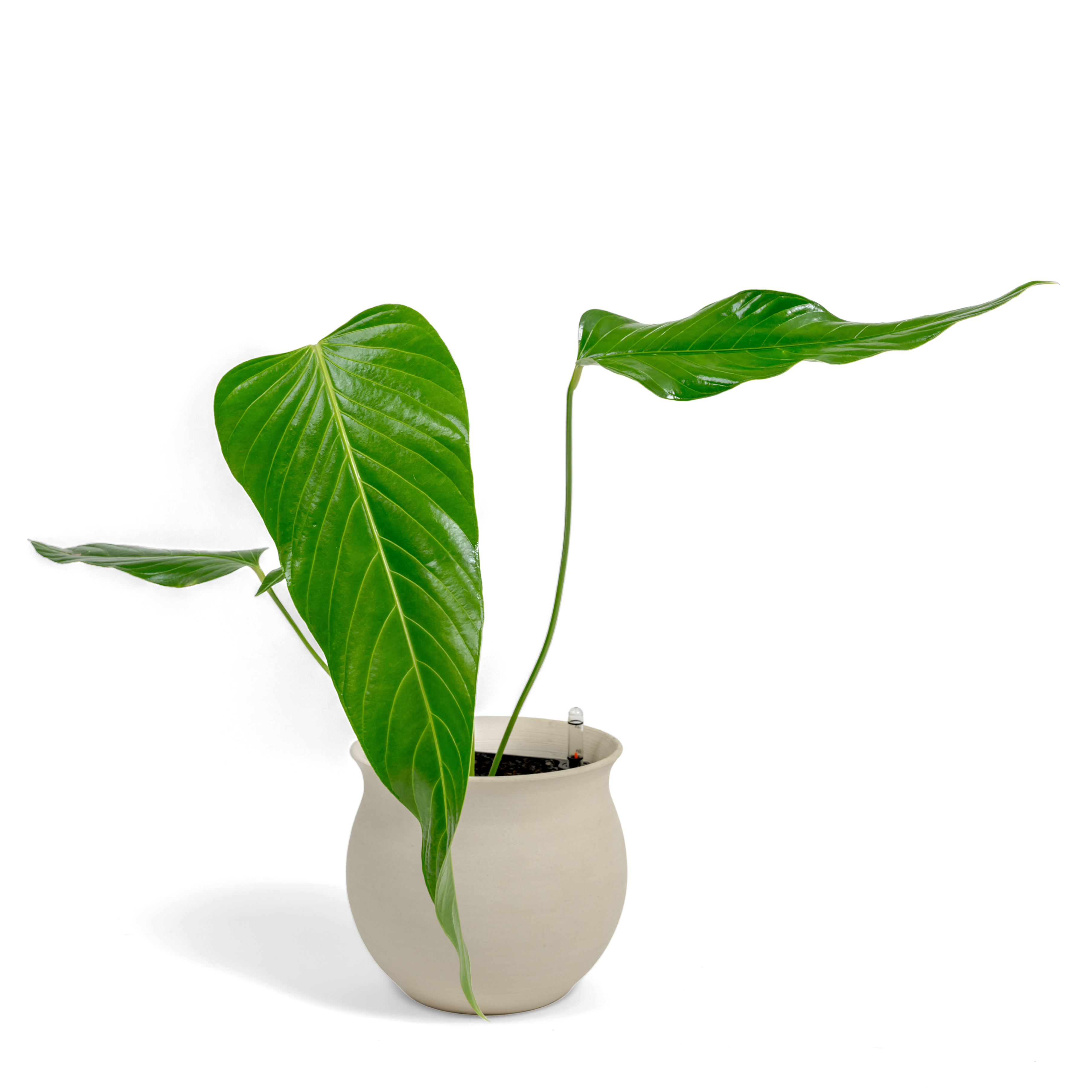 Nerve-Leaf Anthurium