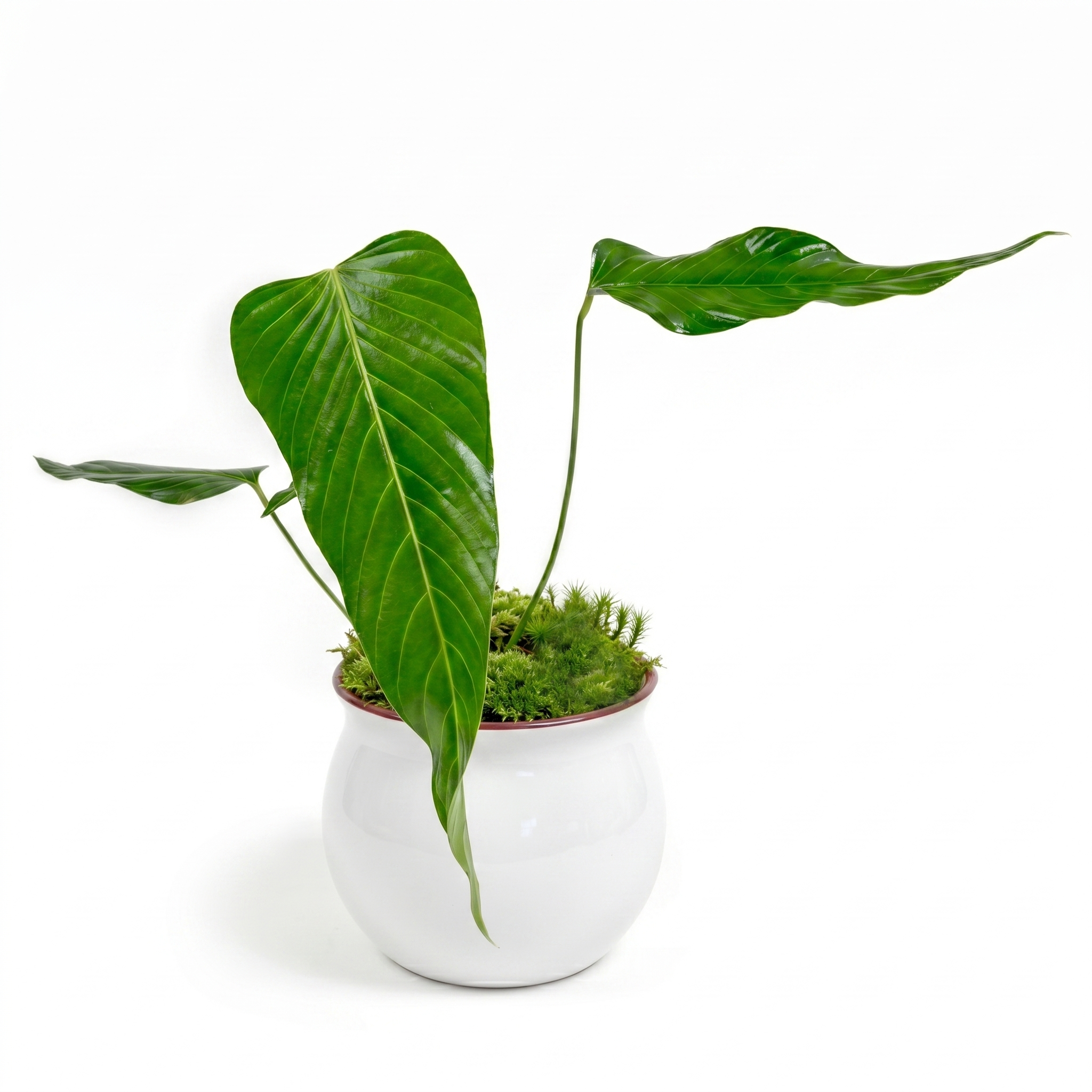 Nerve-Leaf Anthurium