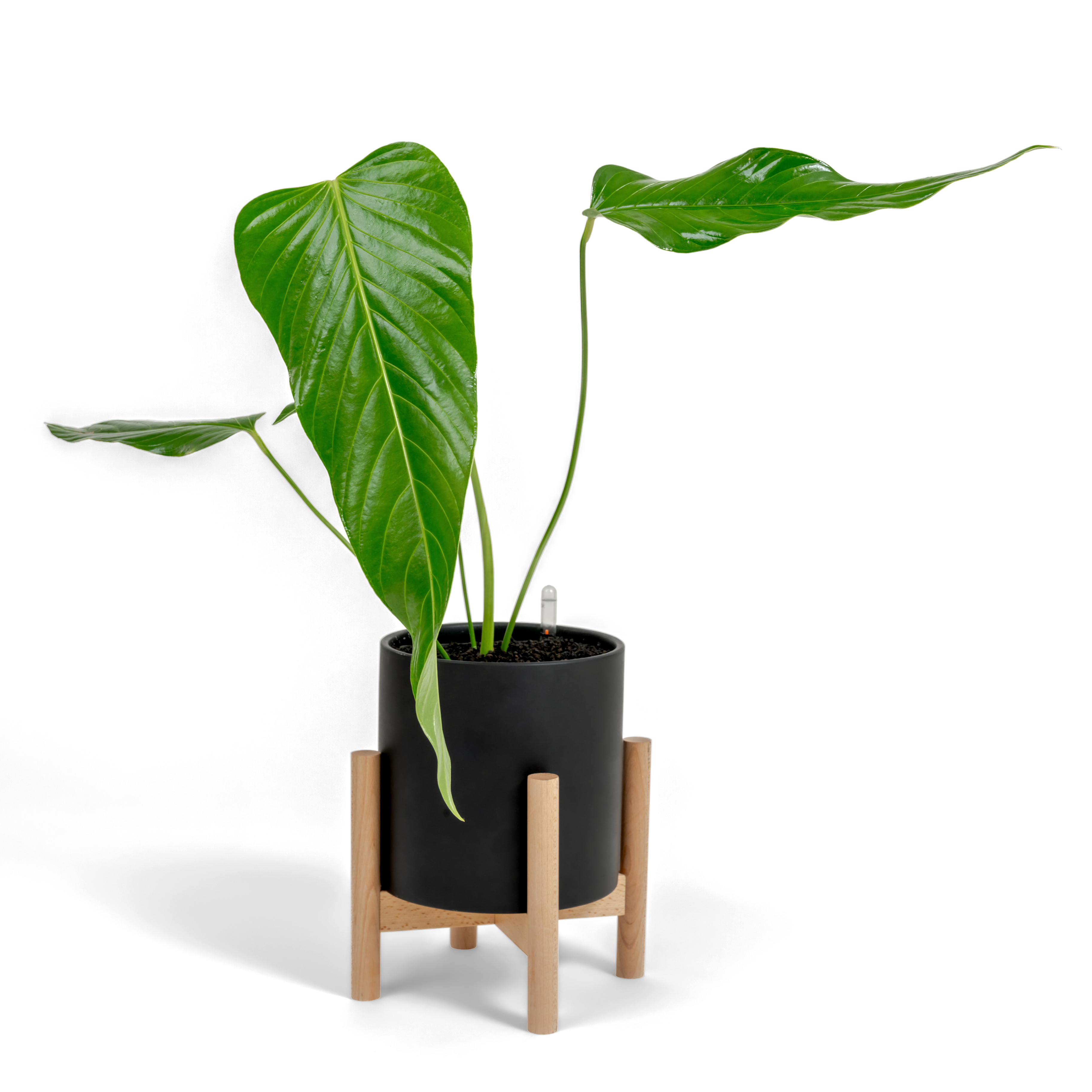 Nerve-Leaf Anthurium