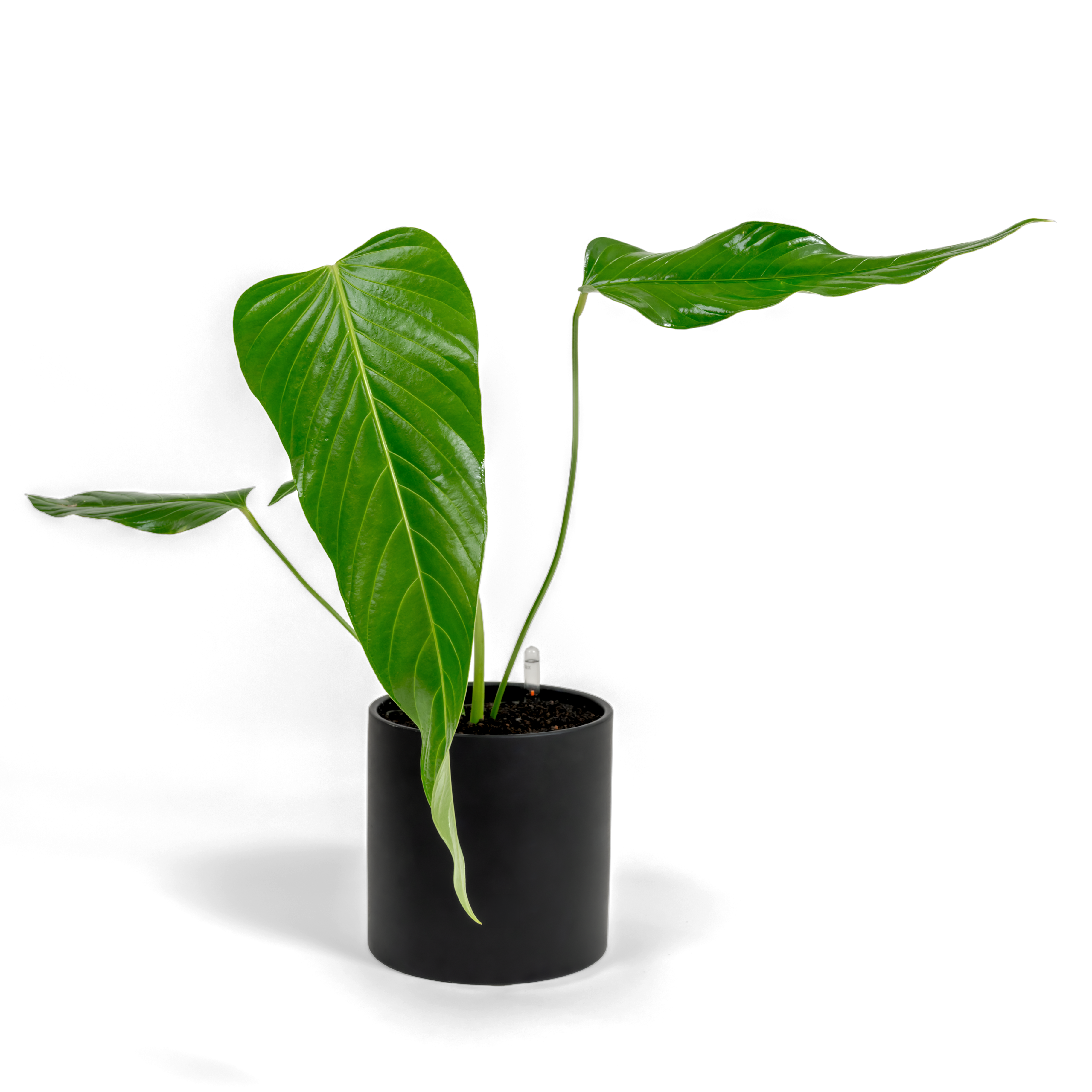 Nerve-Leaf Anthurium