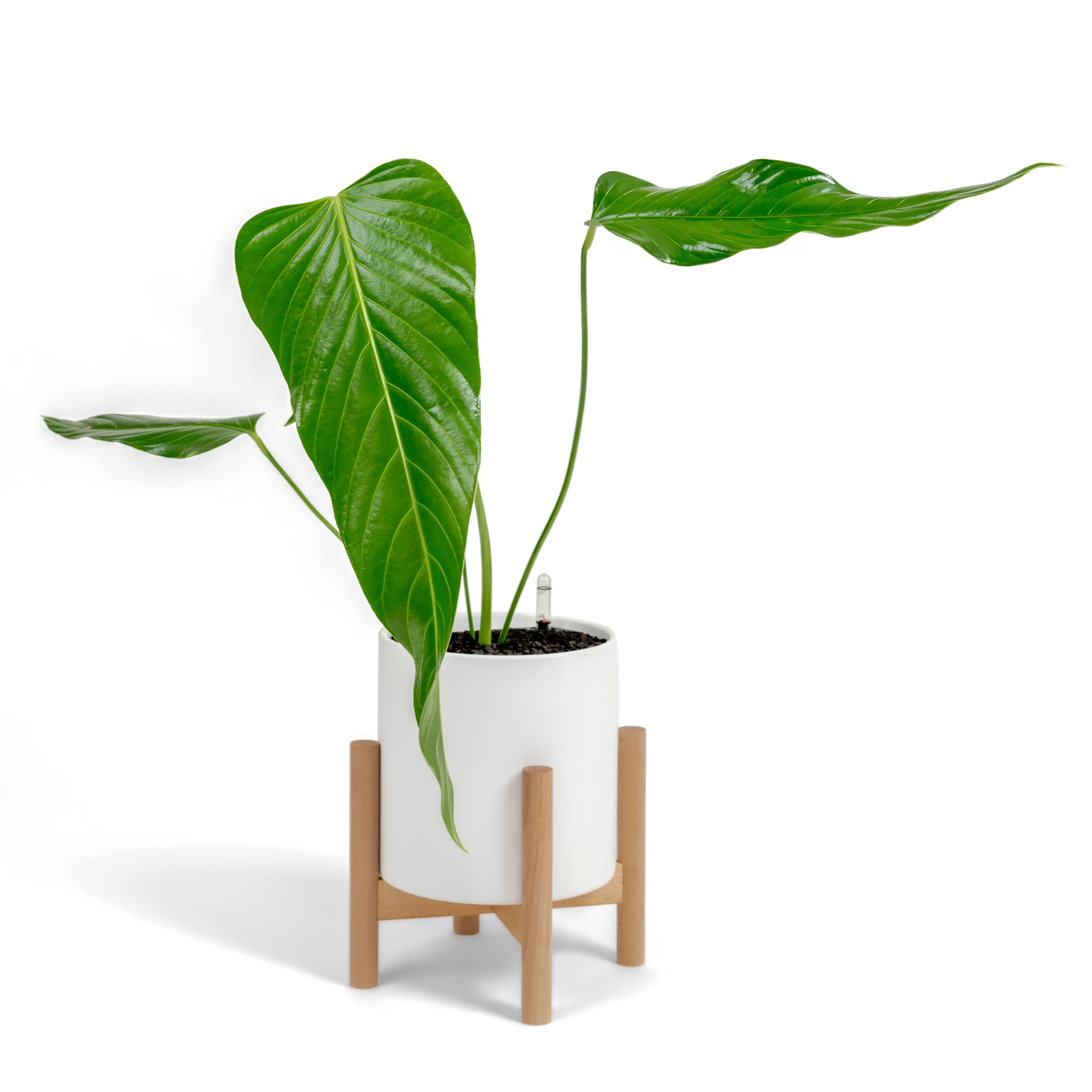 Nerve-Leaf Anthurium