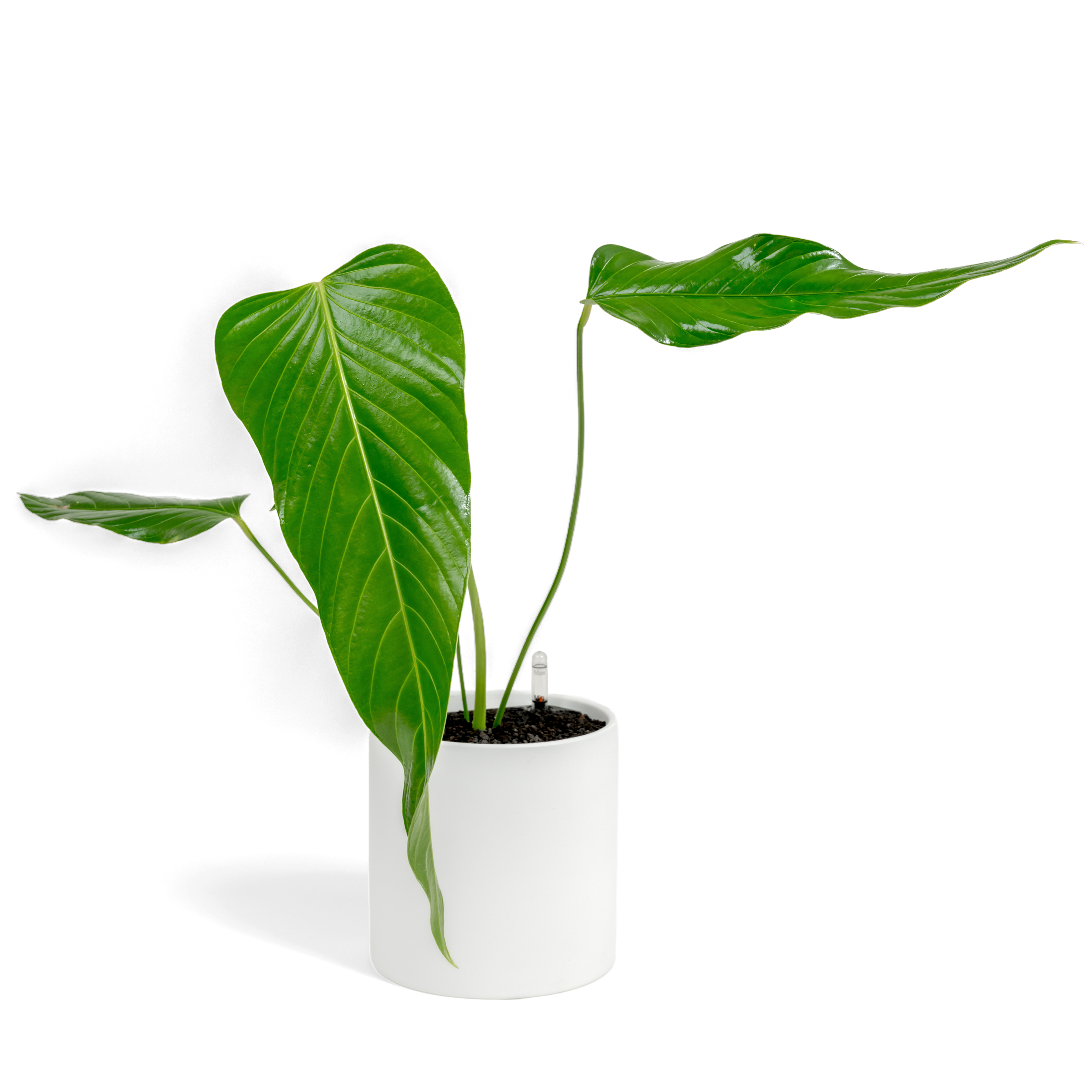 Nerve-Leaf Anthurium