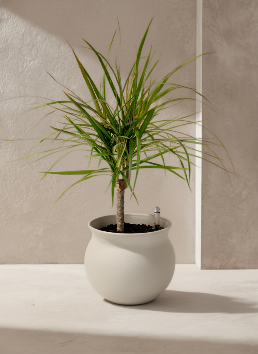 dracaena without trunk Dragon Tree - Dracaena marginata